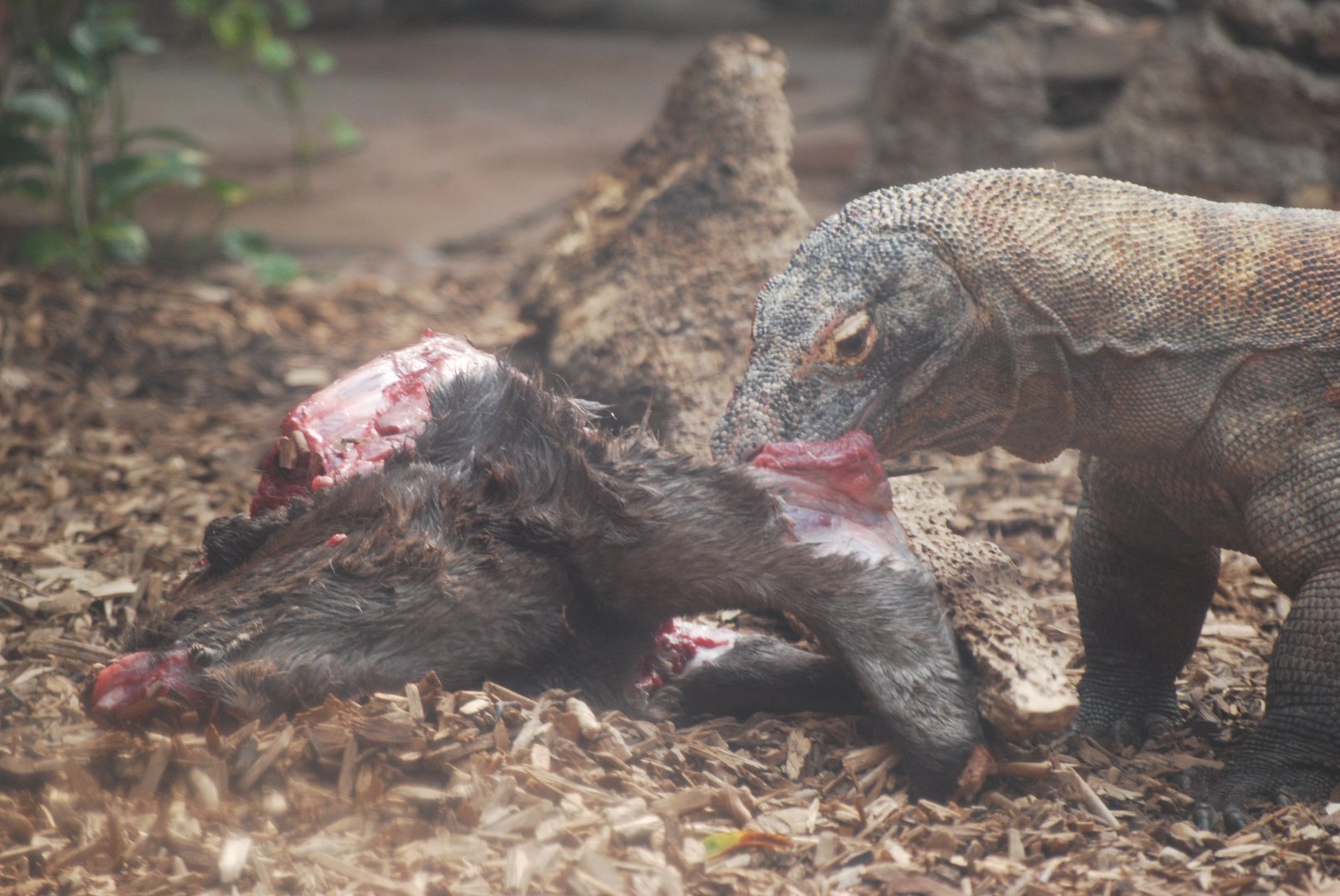 Komodo dragon feeding - 19/8/2024