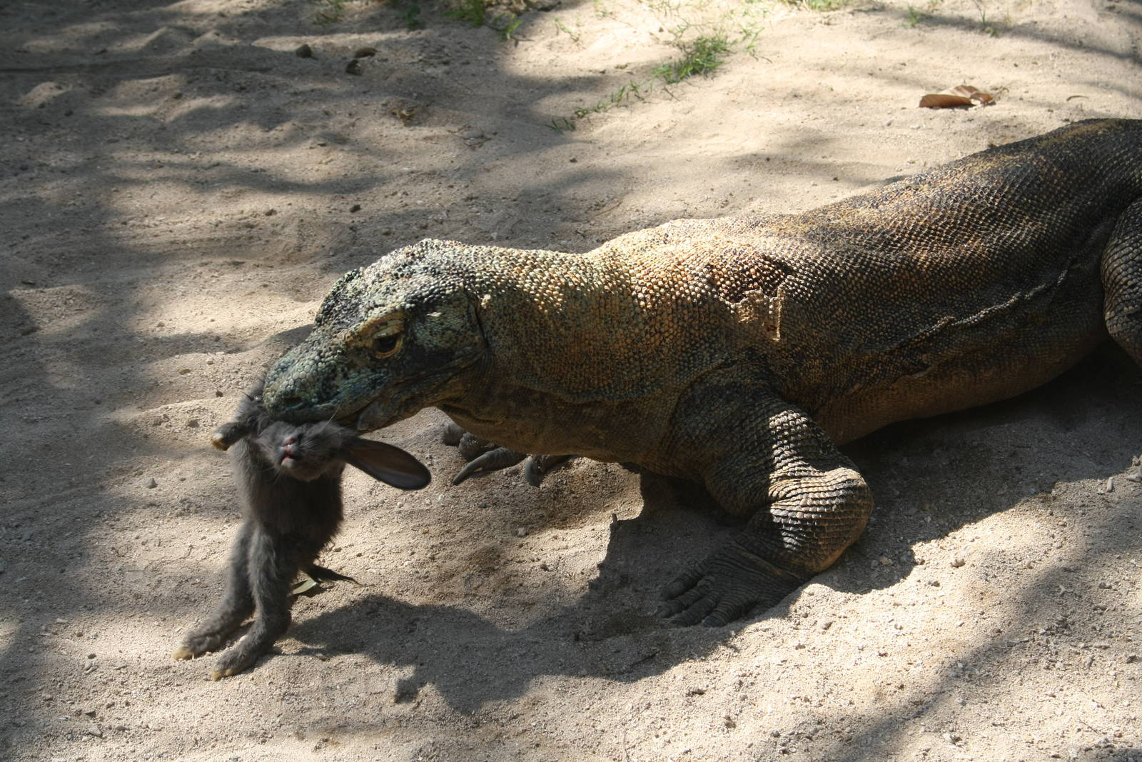 Komodo Dragon Feeding - 2015