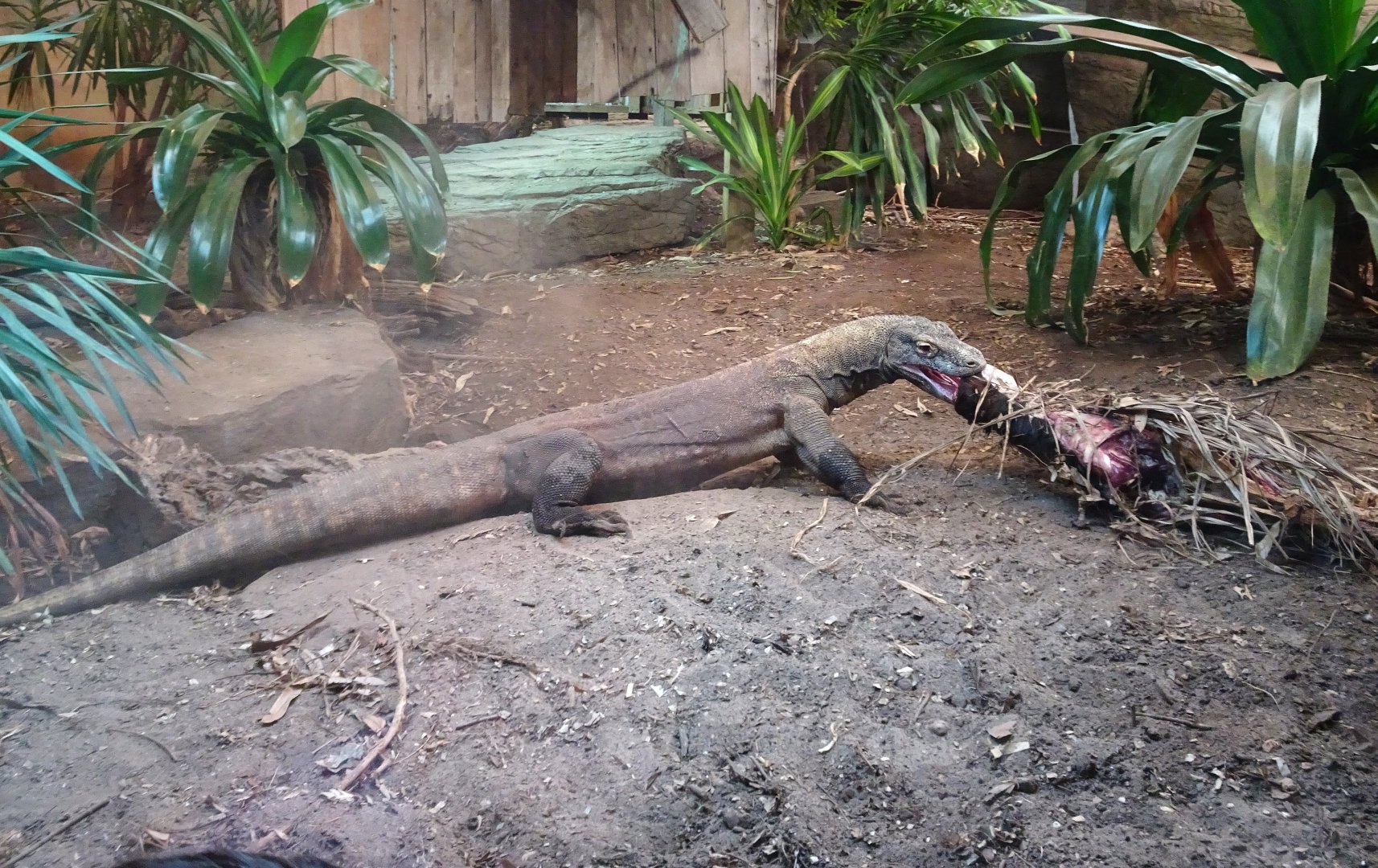 Komodo Dragon feeding  24 August 2025