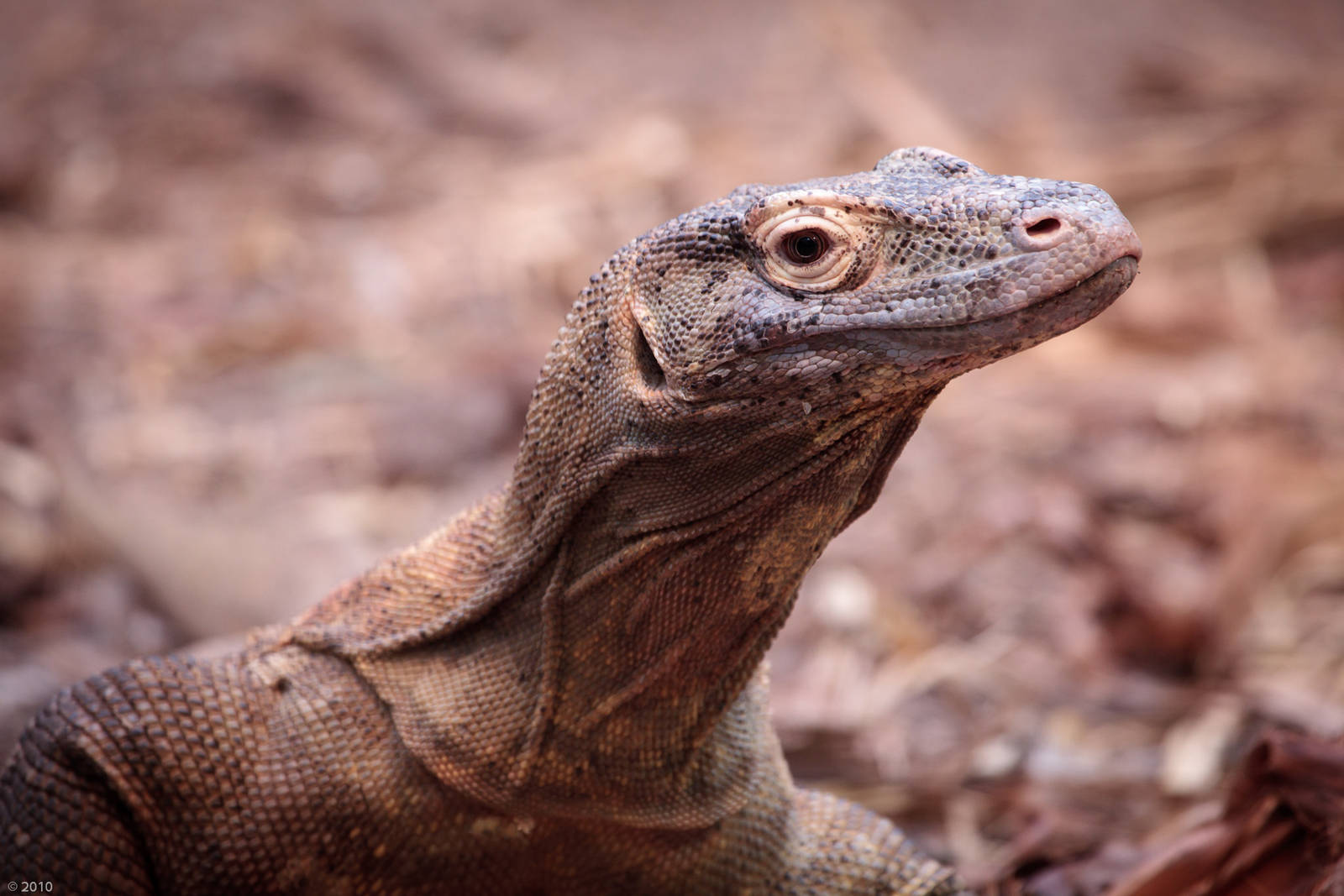 Komodo Dragon (Female) - 26/06/2010