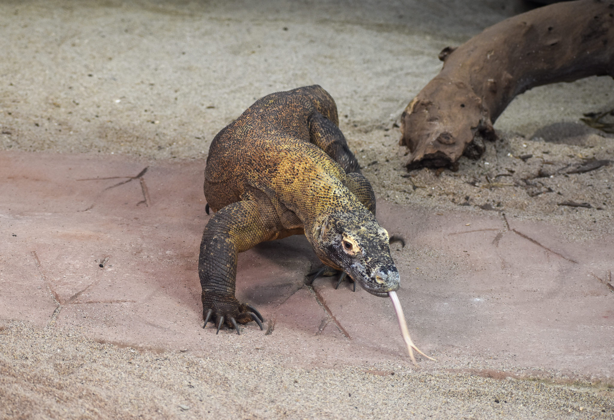 Komodo Dragon - female Cecilia