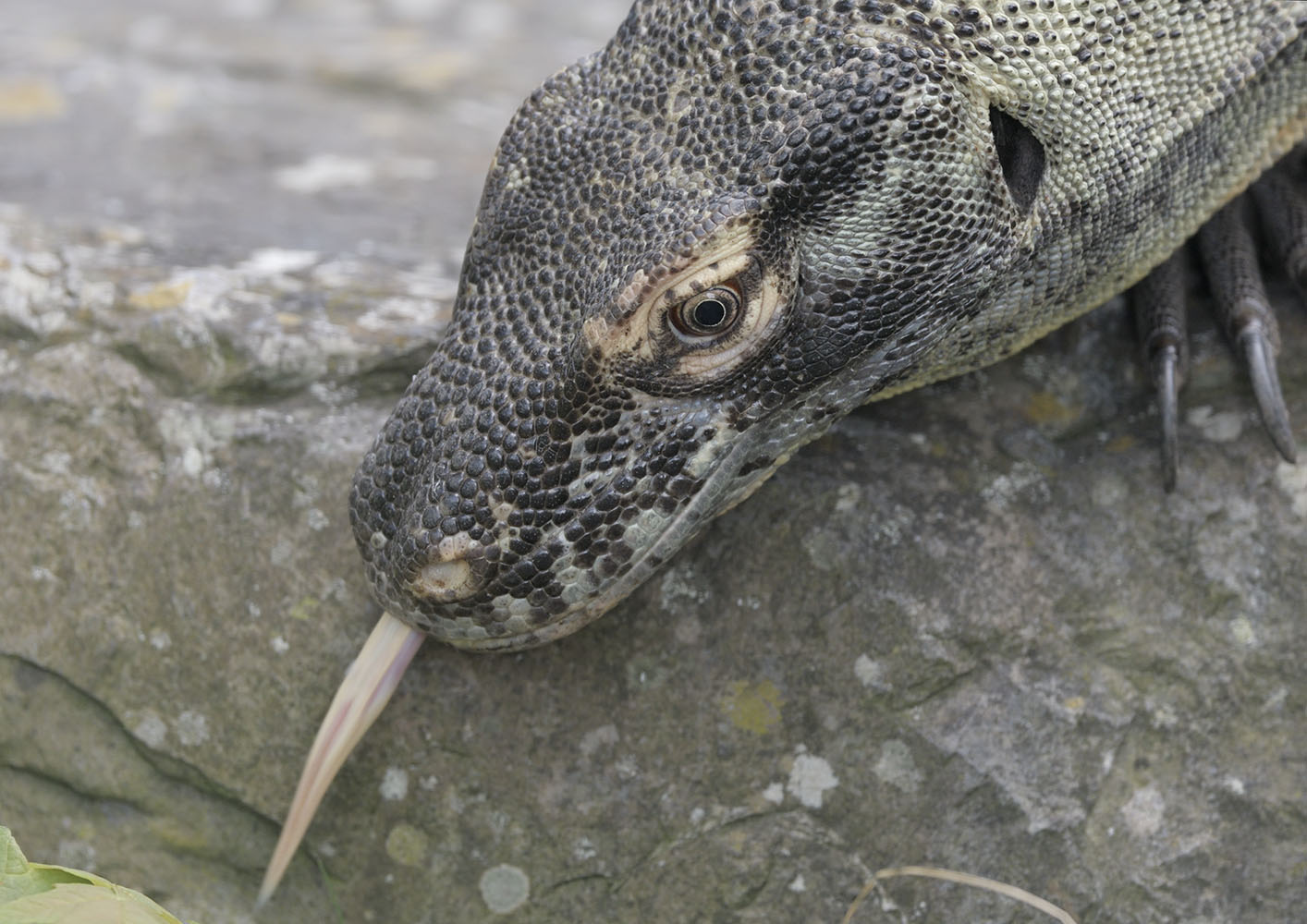Komodo dragon female