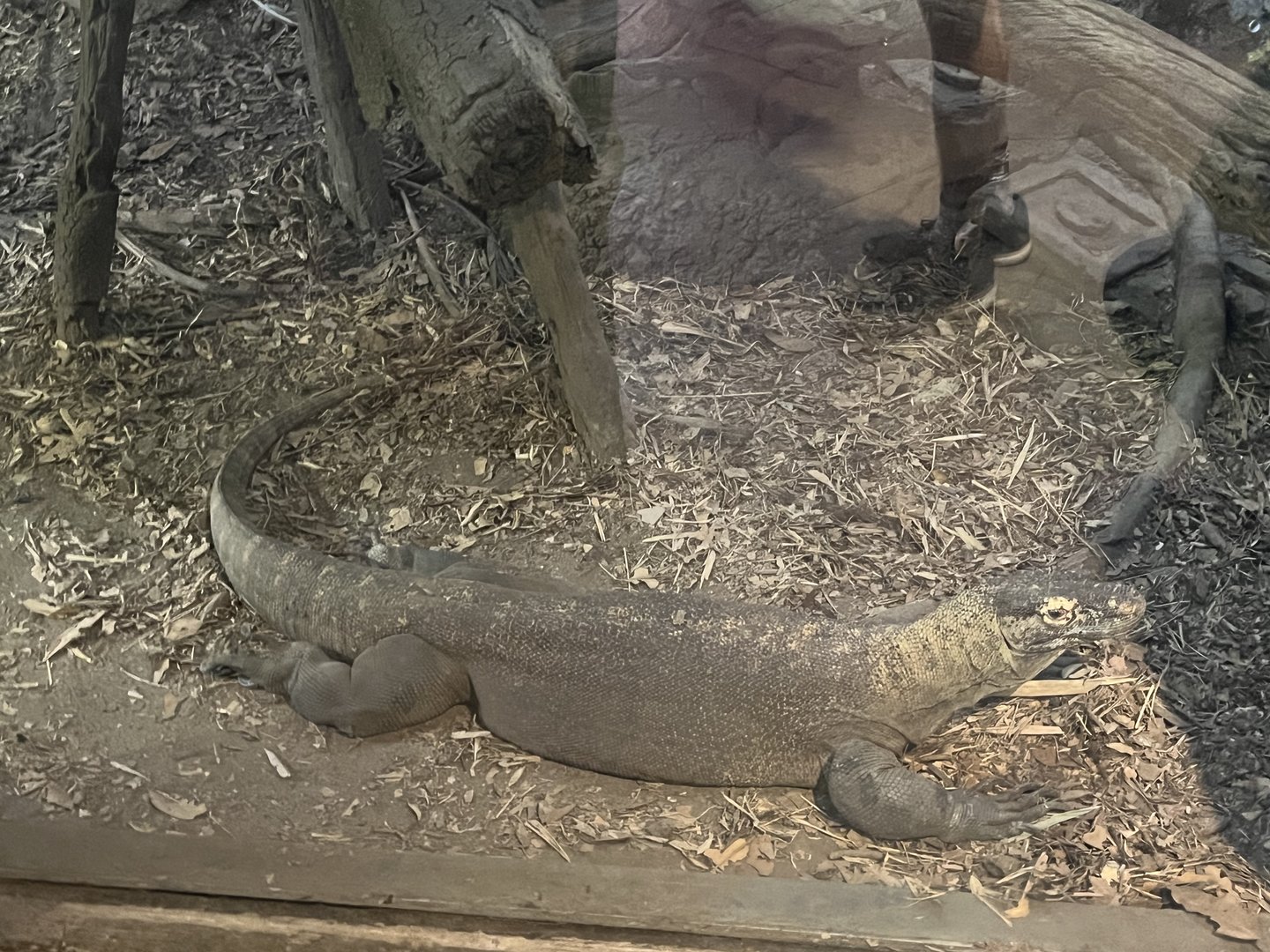 Komodo Dragon female