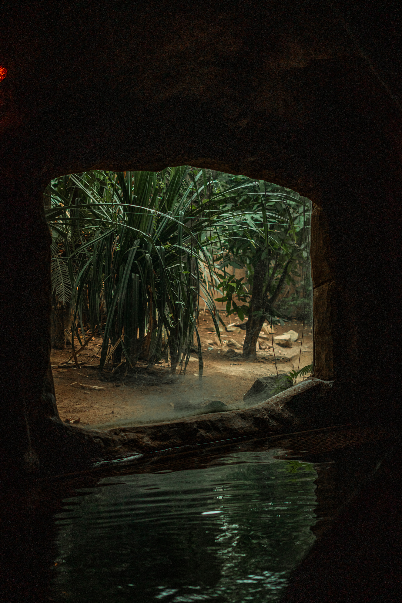 Komodo dragon from the boat ride