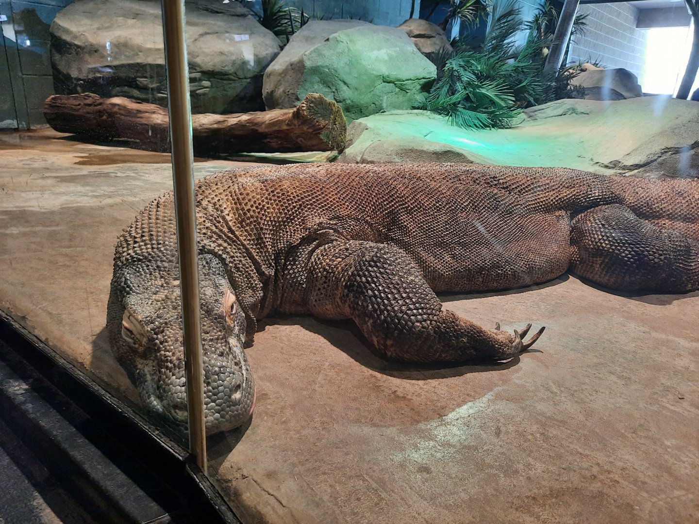 Komodo Dragon Full Body Close Up