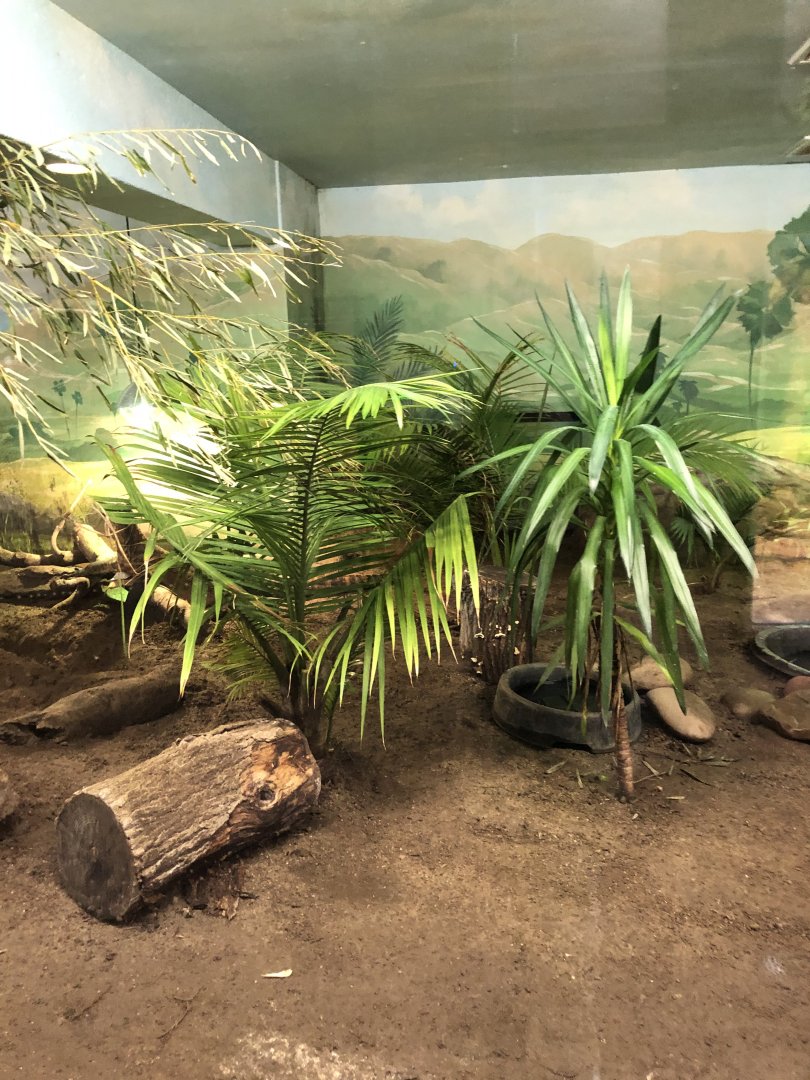 Komodo Dragon Habitat (Left) - Feb, 2020