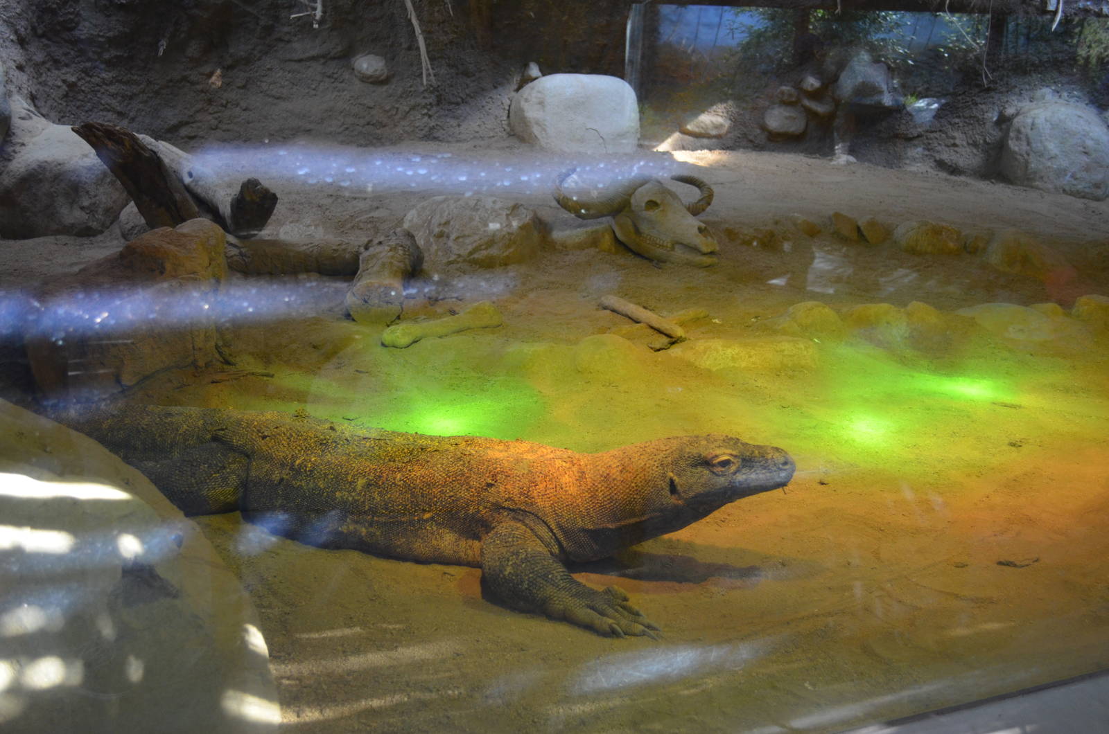 Komodo Dragon Habitat (Male)