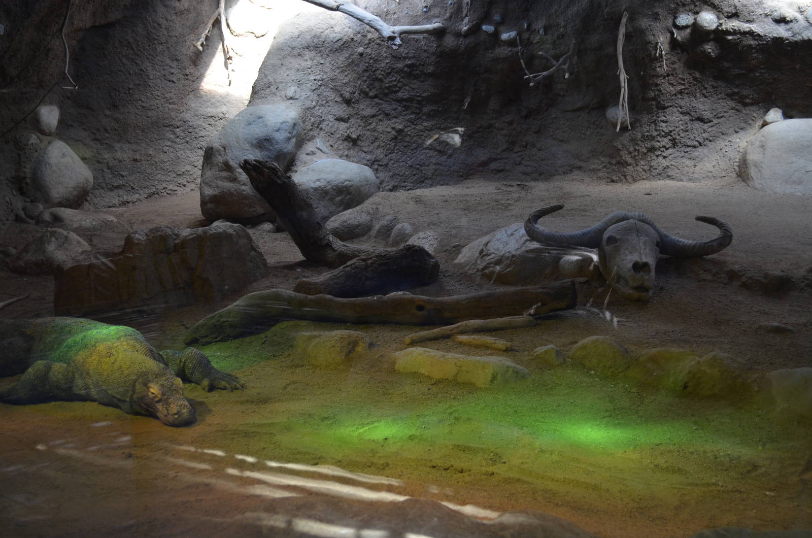 Komodo Dragon Habitat (Male)