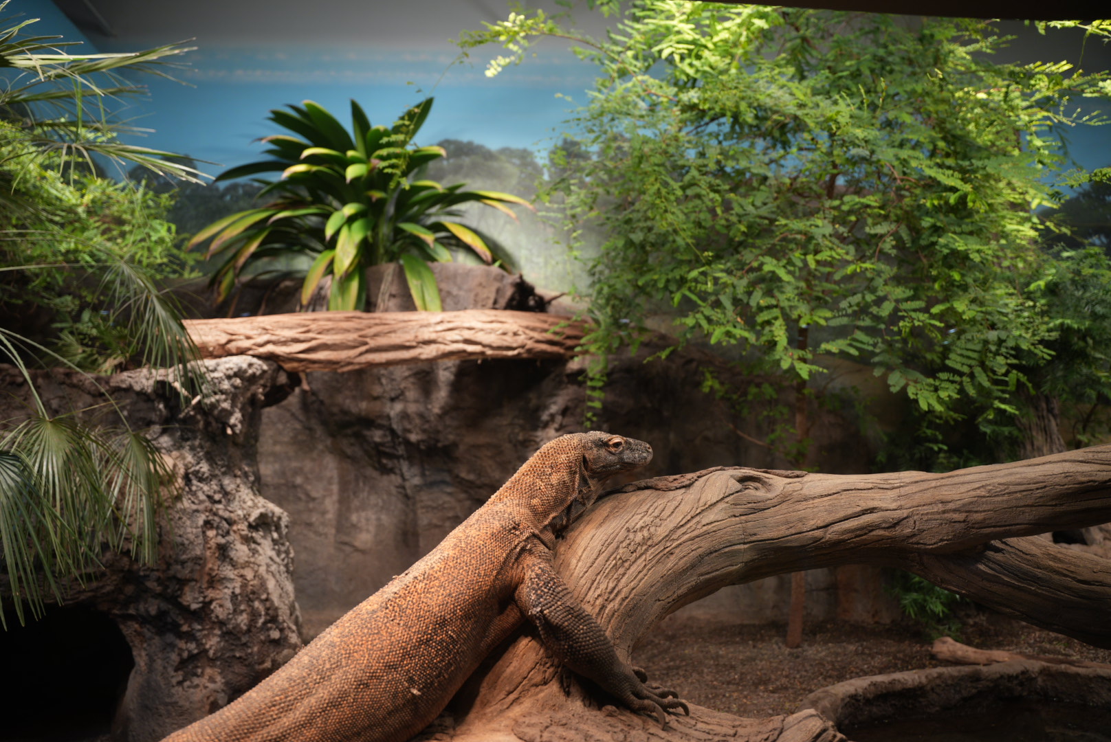 Komodo Dragon habitat (refurbished)