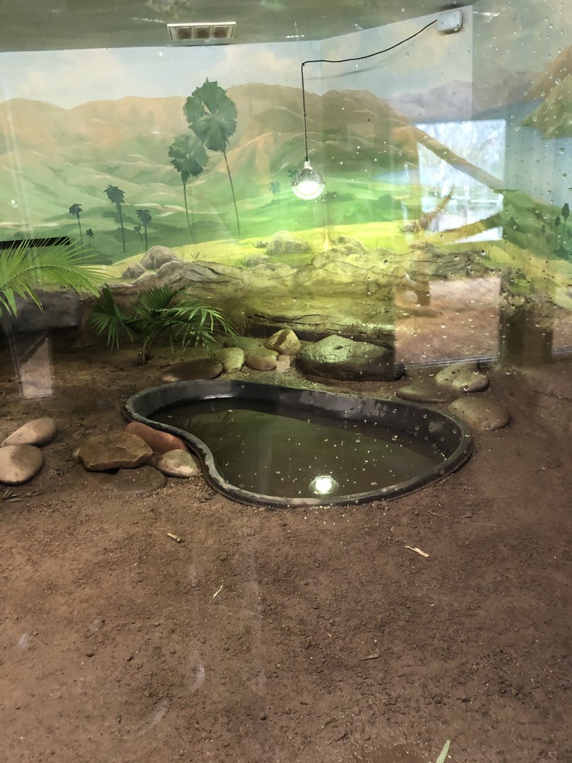Komodo Dragon Habitat (Right) - Feb, 2020