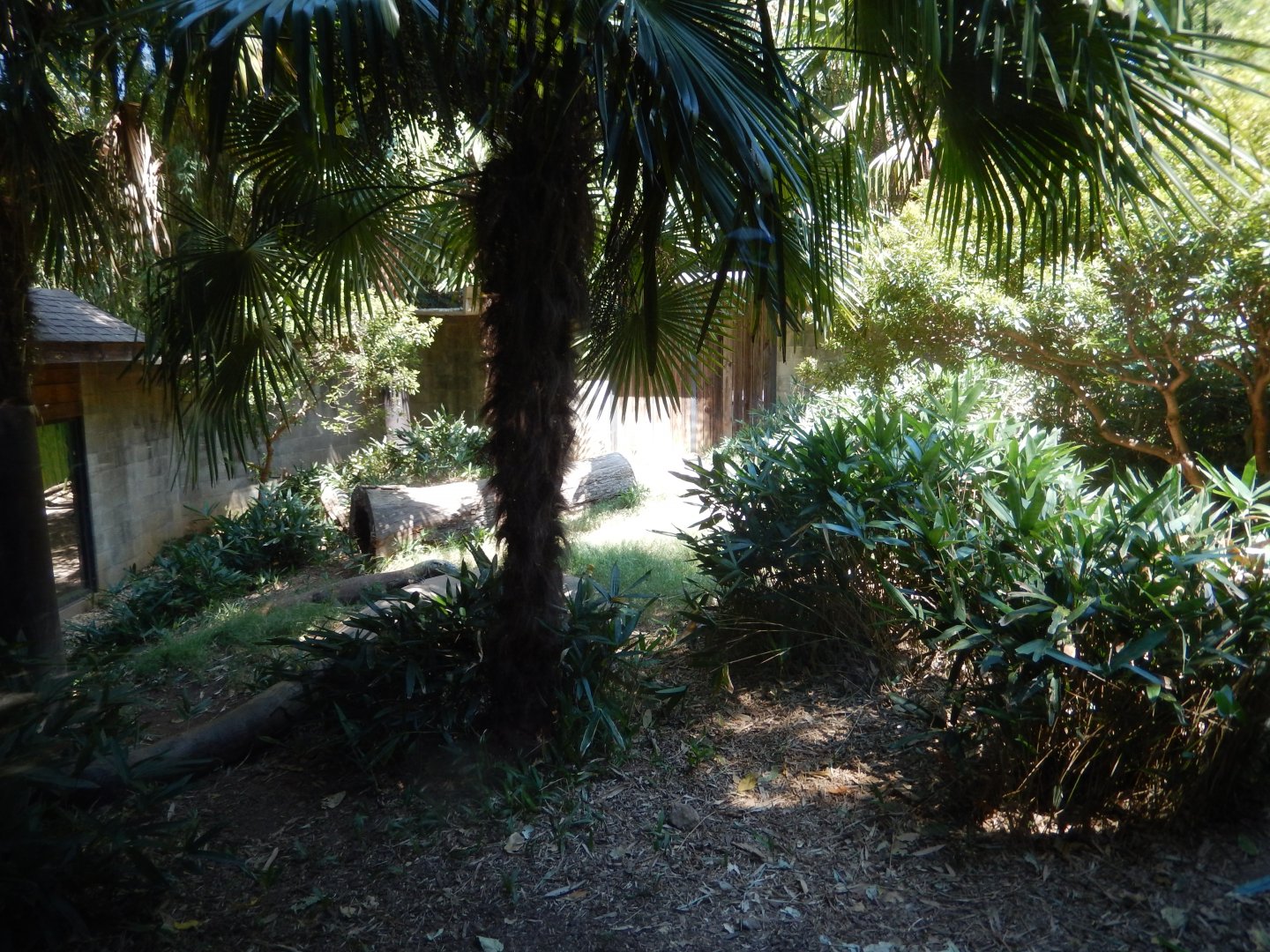 Komodo Dragon Habitat