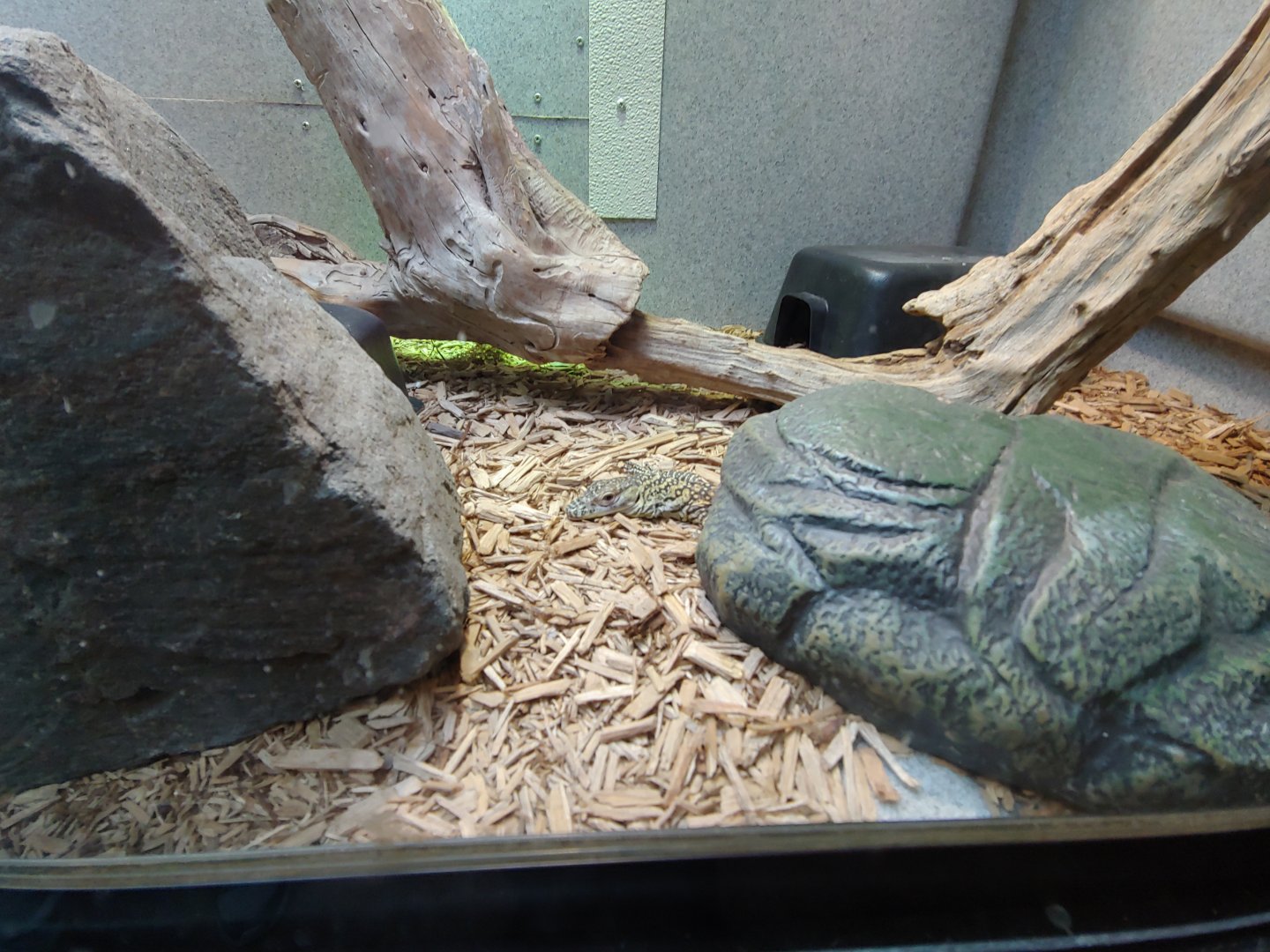 Komodo Dragon Hatchling