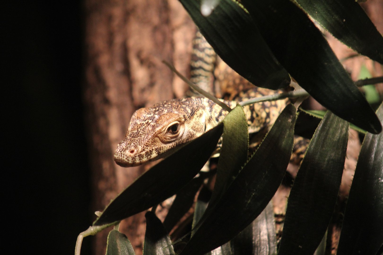 Komodo Dragon Hatchling
