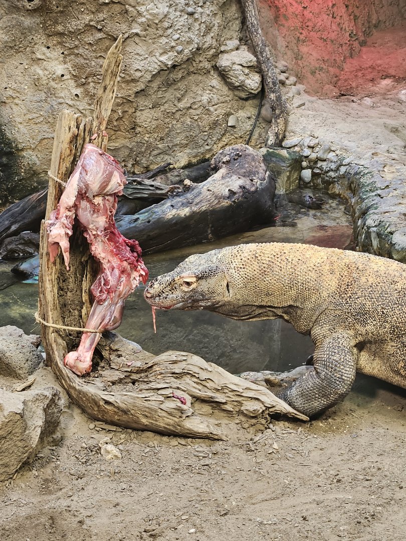Komodo dragon having lunch