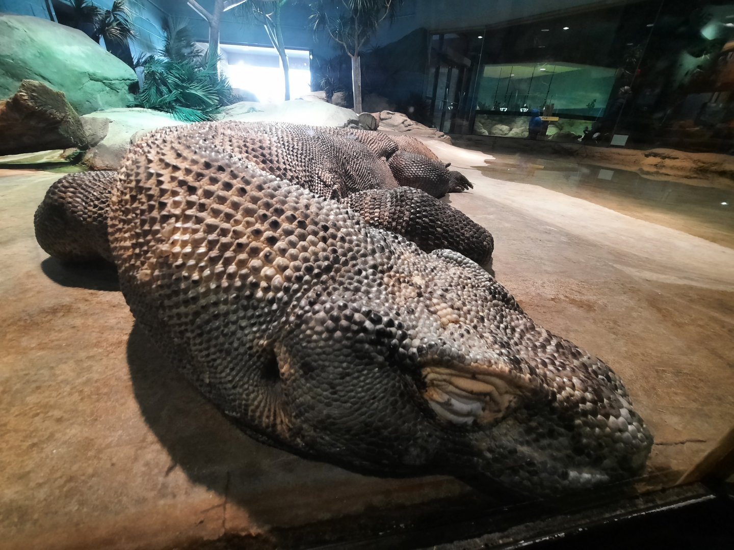 Komodo Dragon Head Close Up