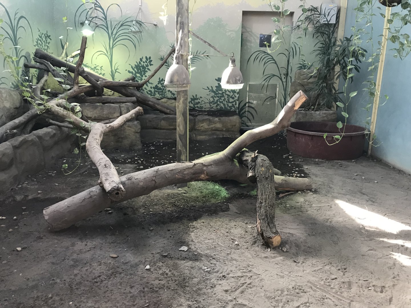 Komodo Dragon House exhibit 171018