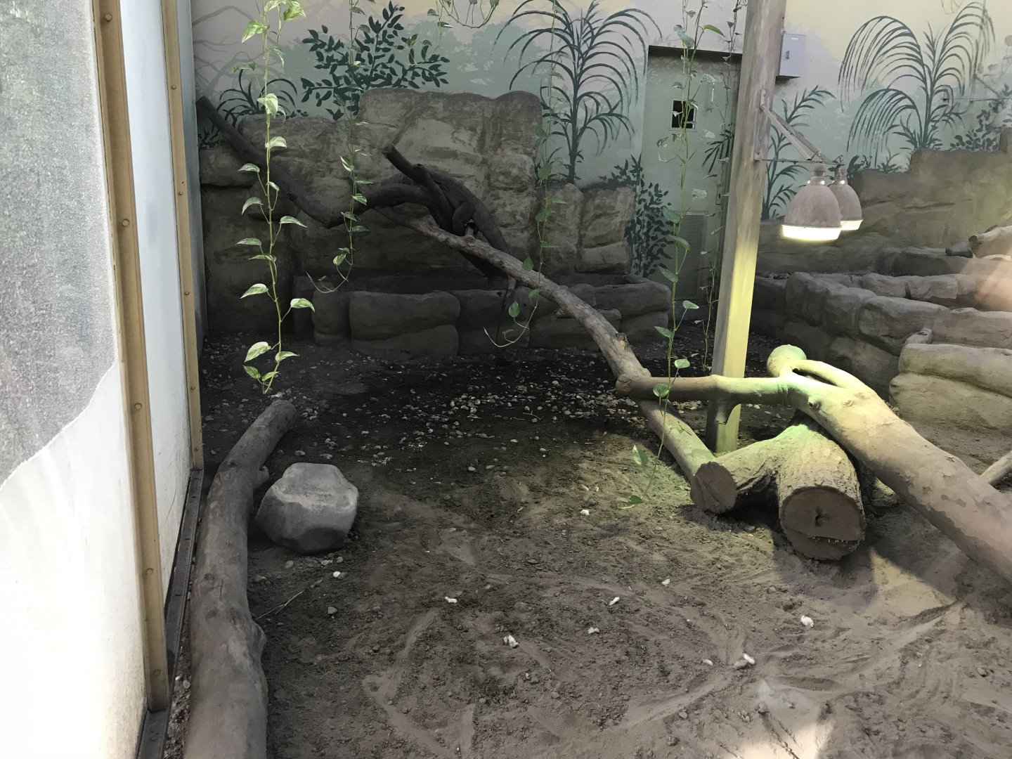 Komodo Dragon House exhibit 171018