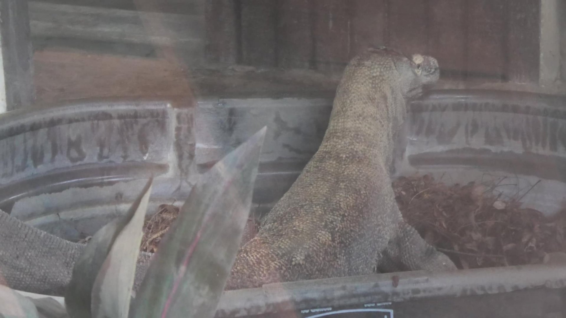 Komodo dragon in a tub again