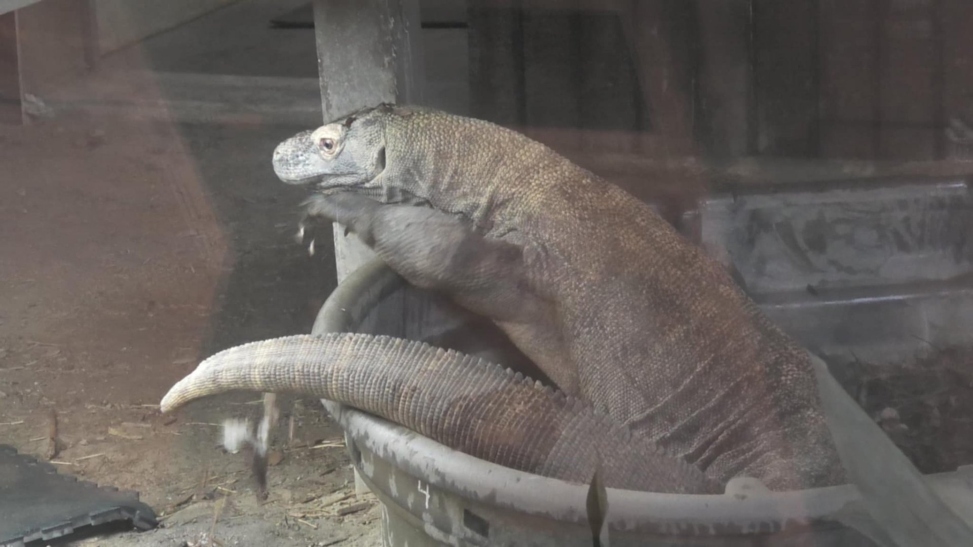 Komodo dragon in a tub