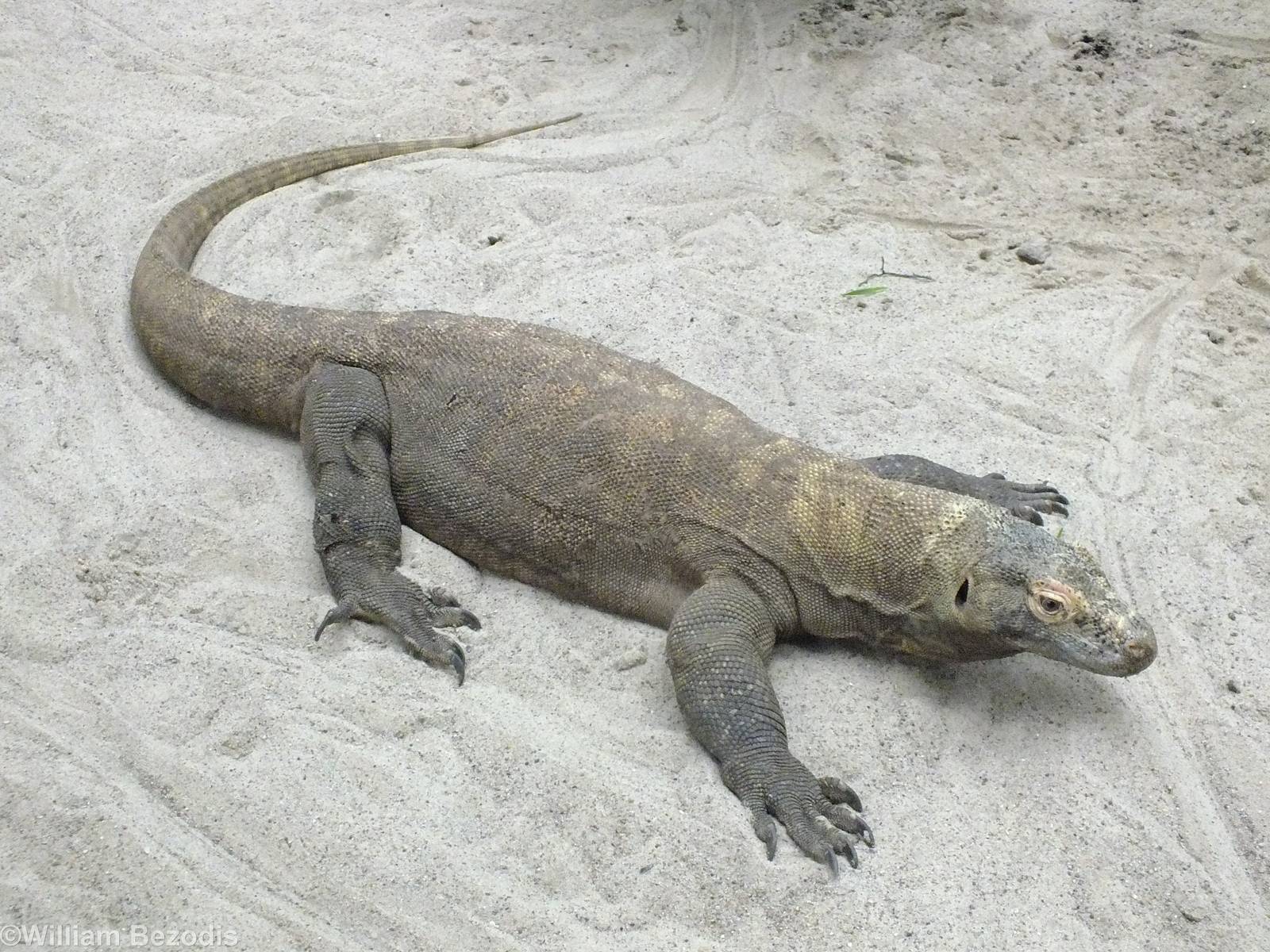 Komodo Dragon in Cold-blooded Animals Pavilion