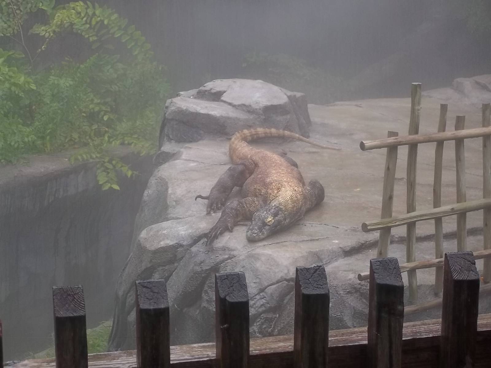 Komodo Dragon in During Downpour