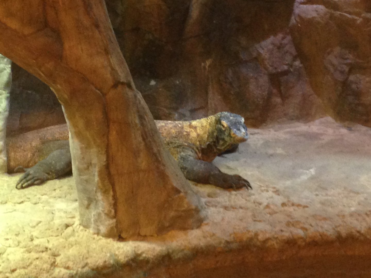 Komodo Dragon in Indoor Exhibit