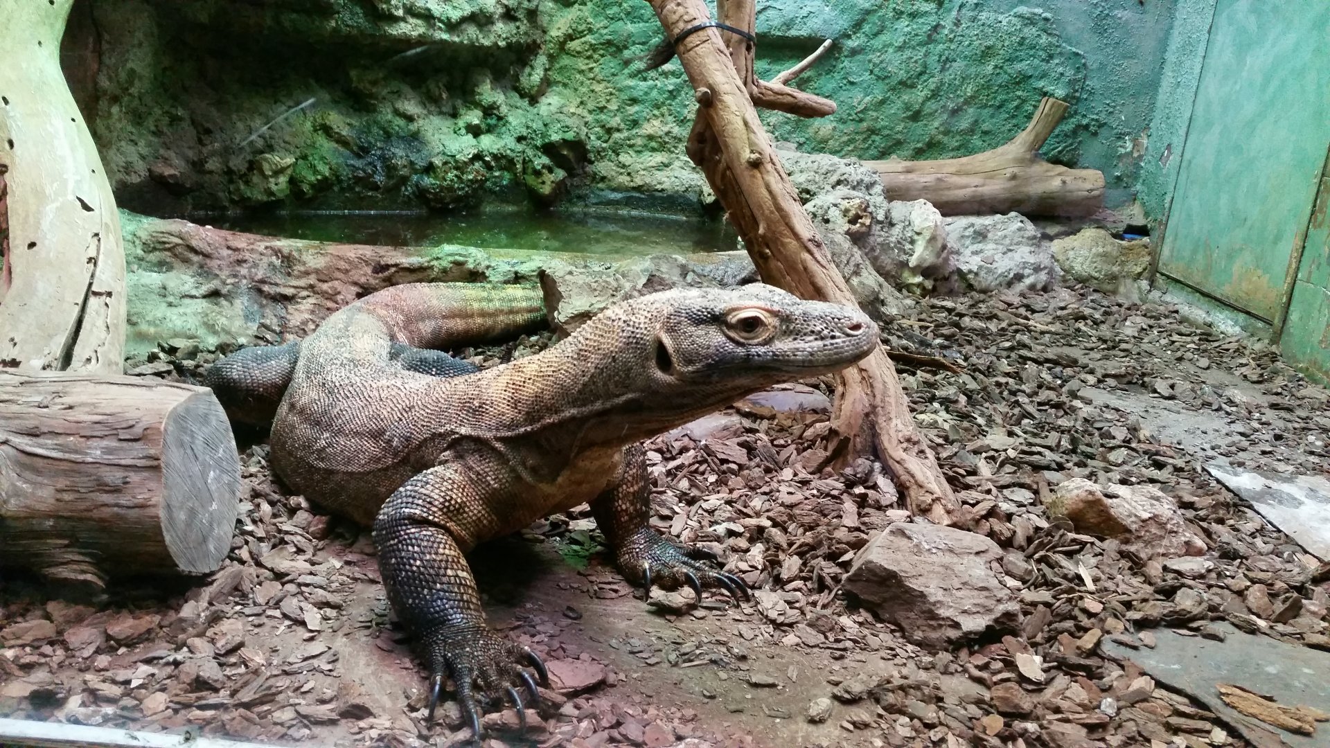Komodo Dragon in small exhibit, October 2017