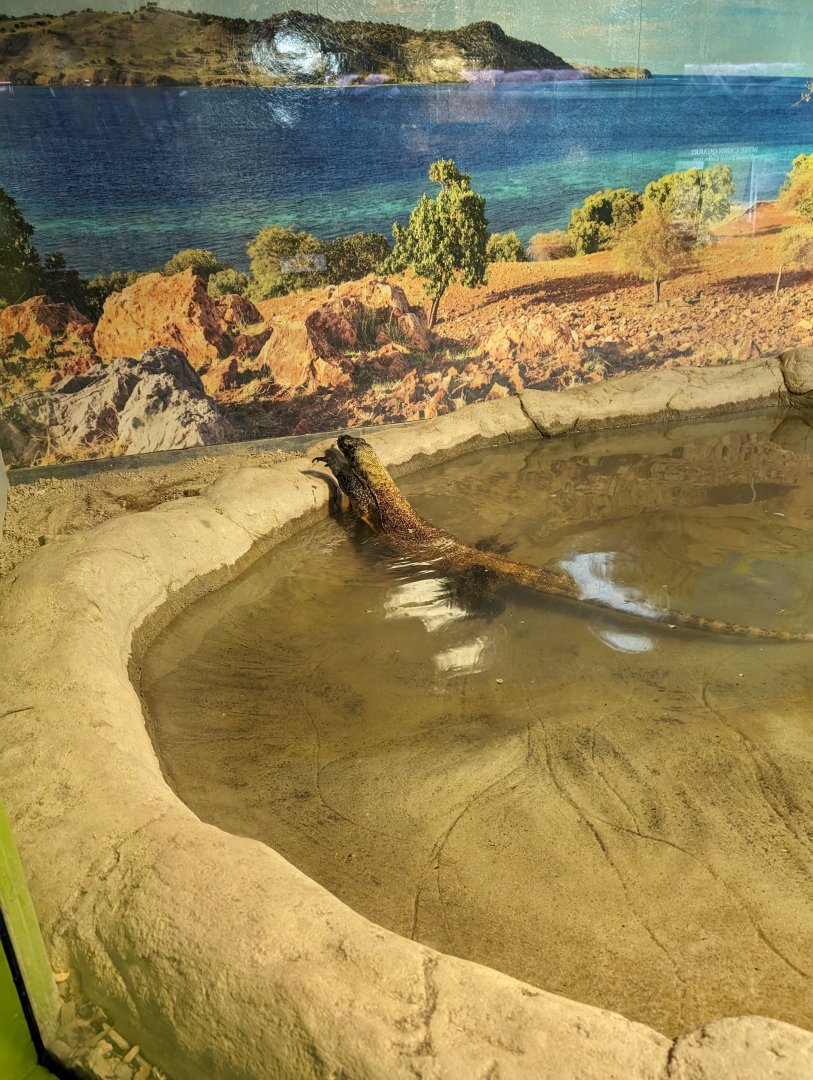 Komodo Dragon in water