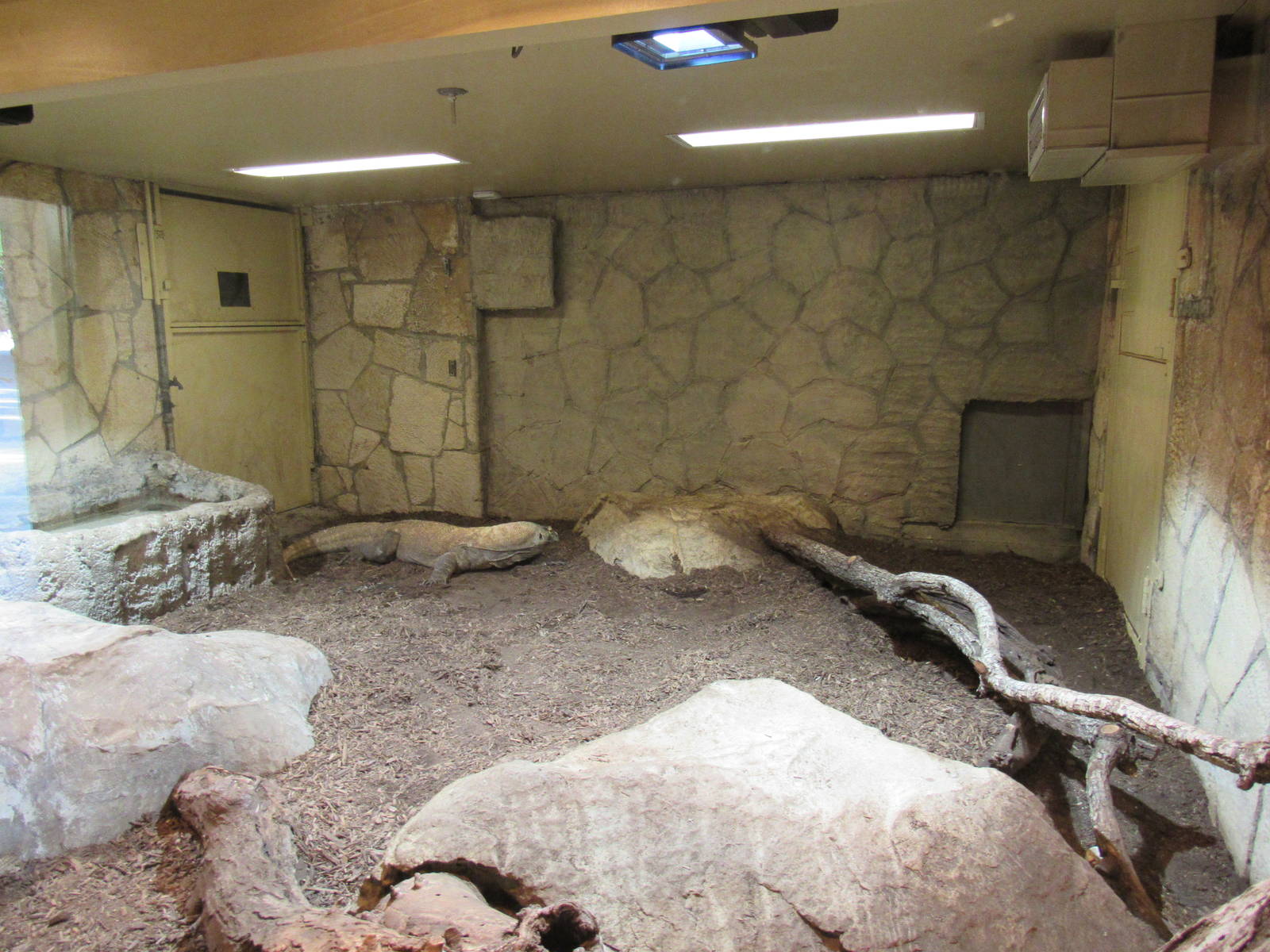 Komodo Dragon Indoor area