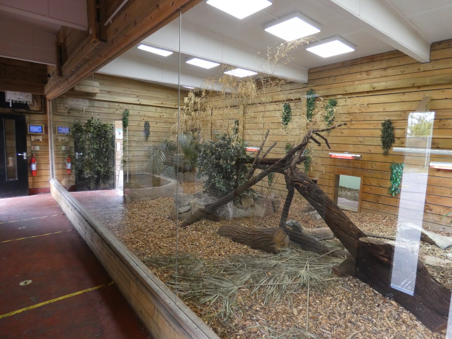 Komodo dragon indoor enclosure