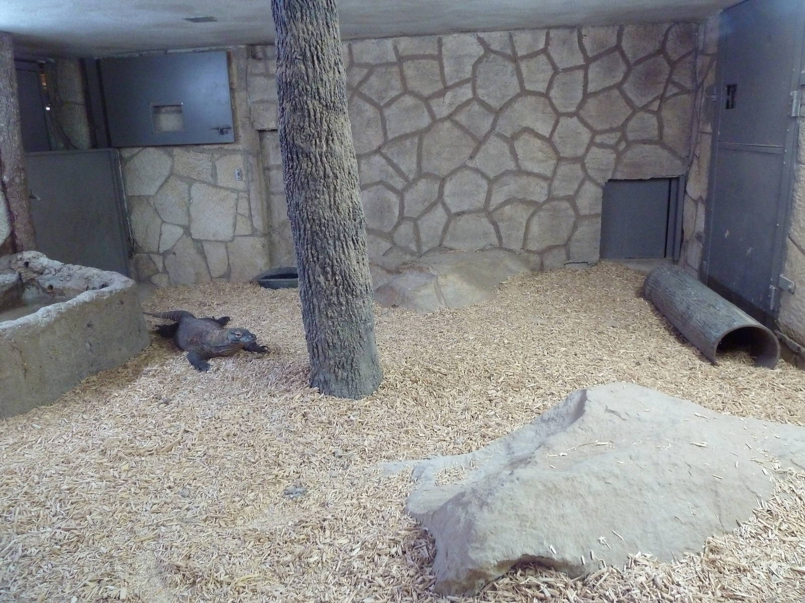 Komodo Dragon Indoor Exhibit