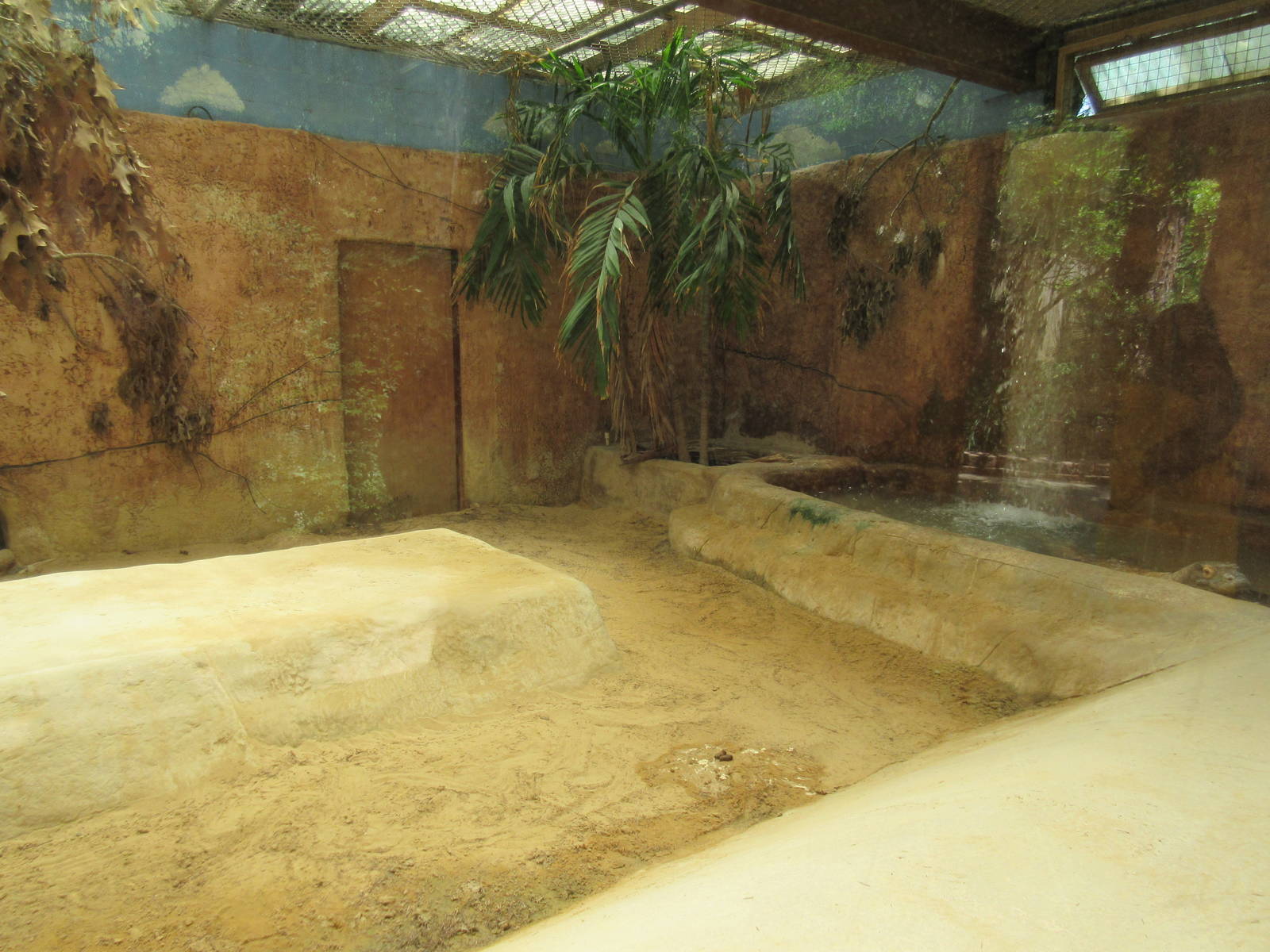 Komodo Dragon Indoor Exhibit
