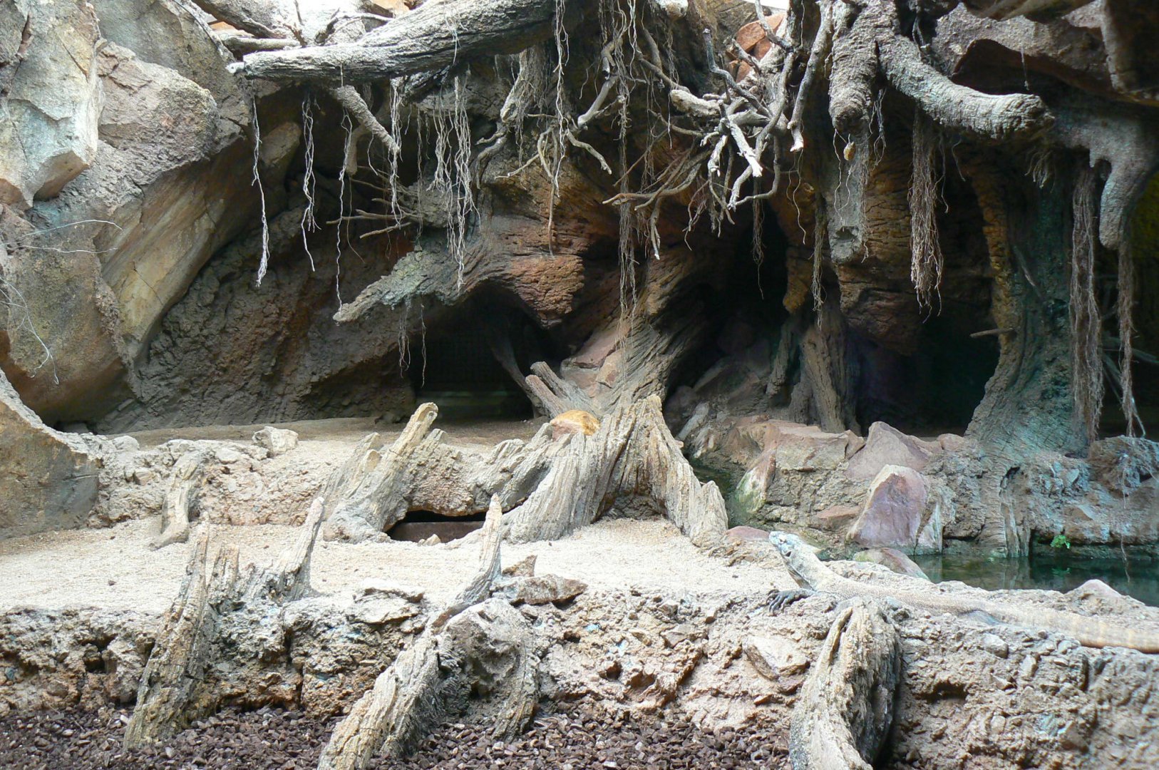 Komodo dragon indoor exhibit