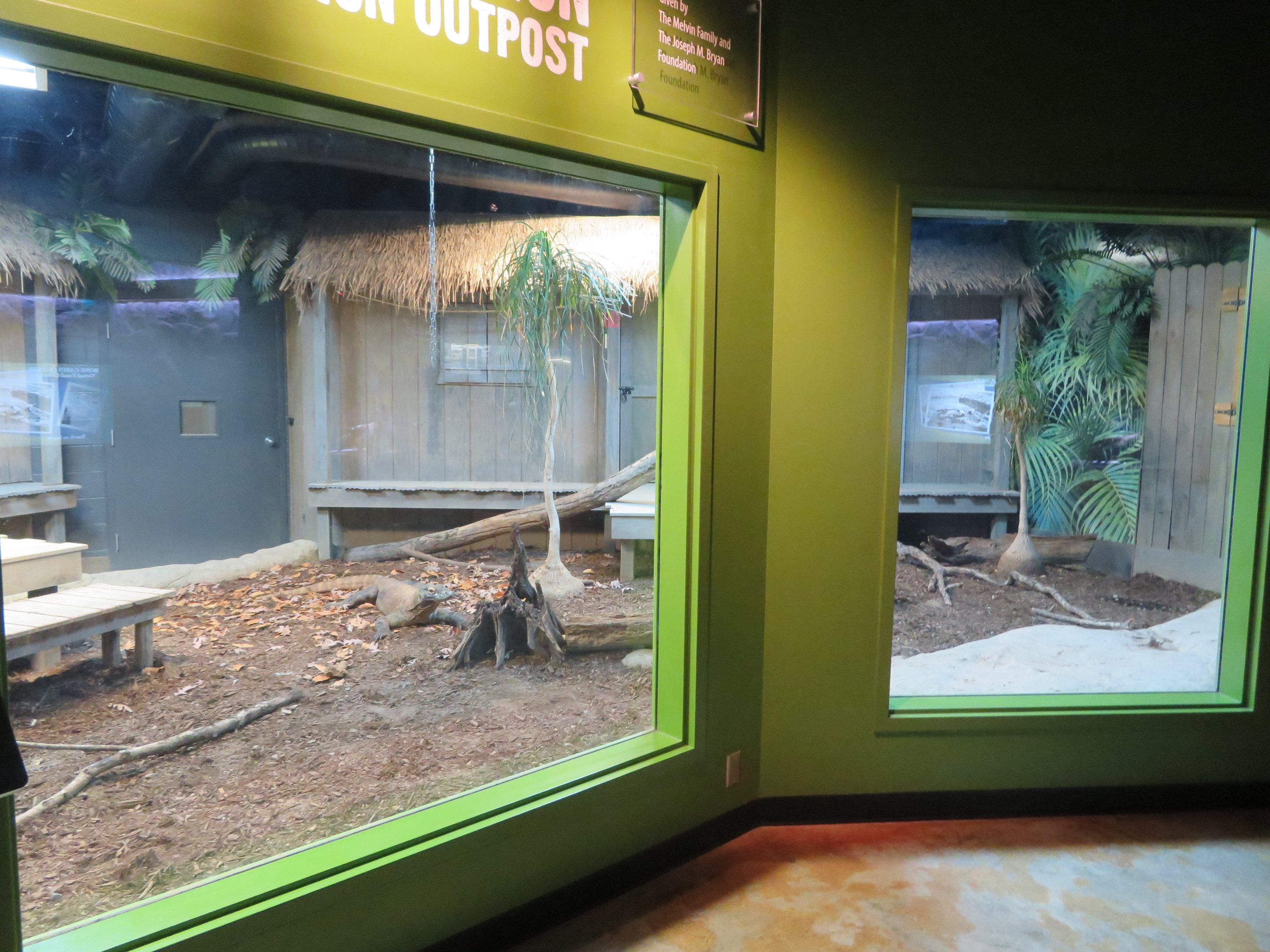 Komodo Dragon Indoor Exhibit
