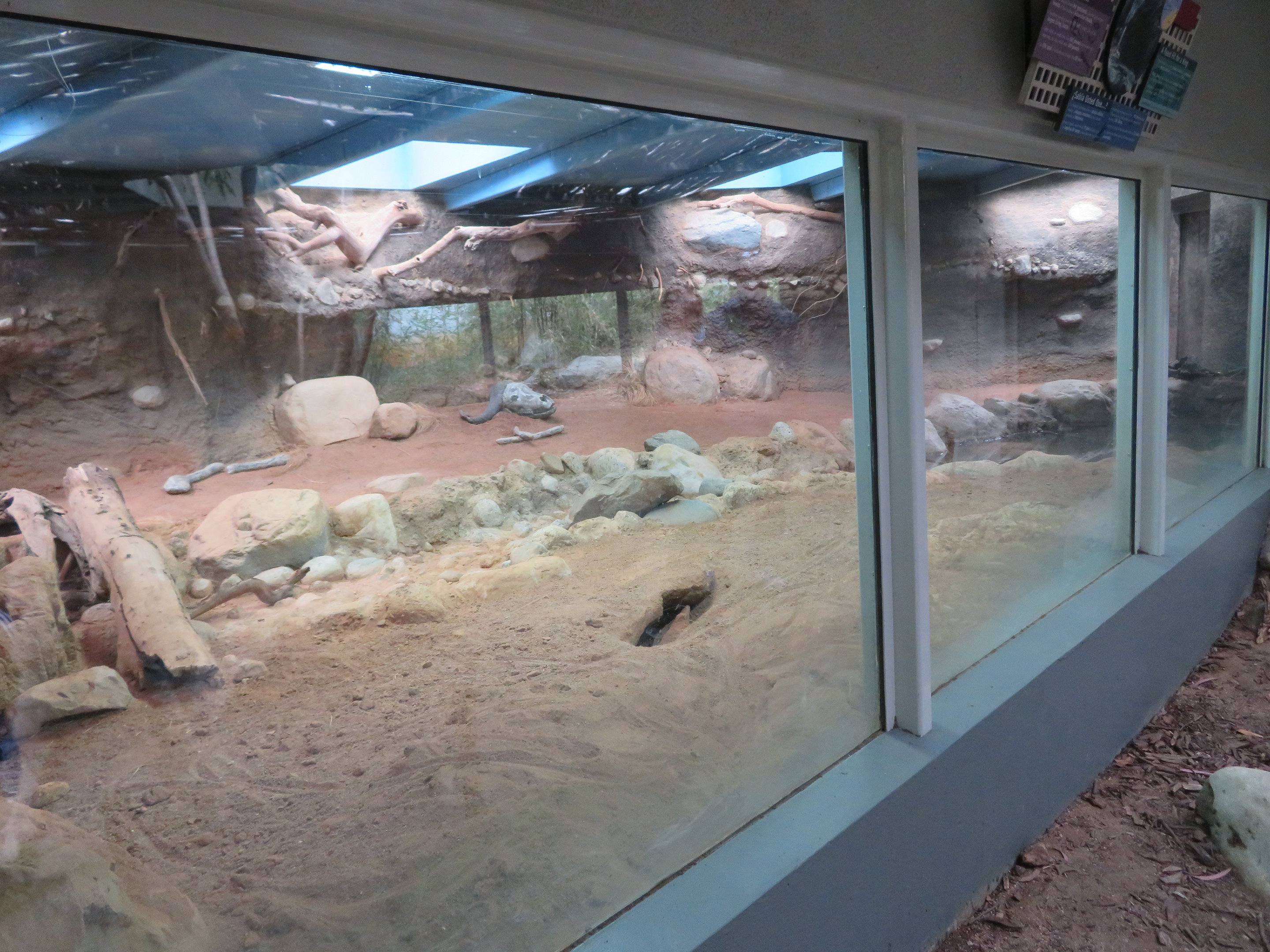 Komodo Dragon Indoor Exhibit