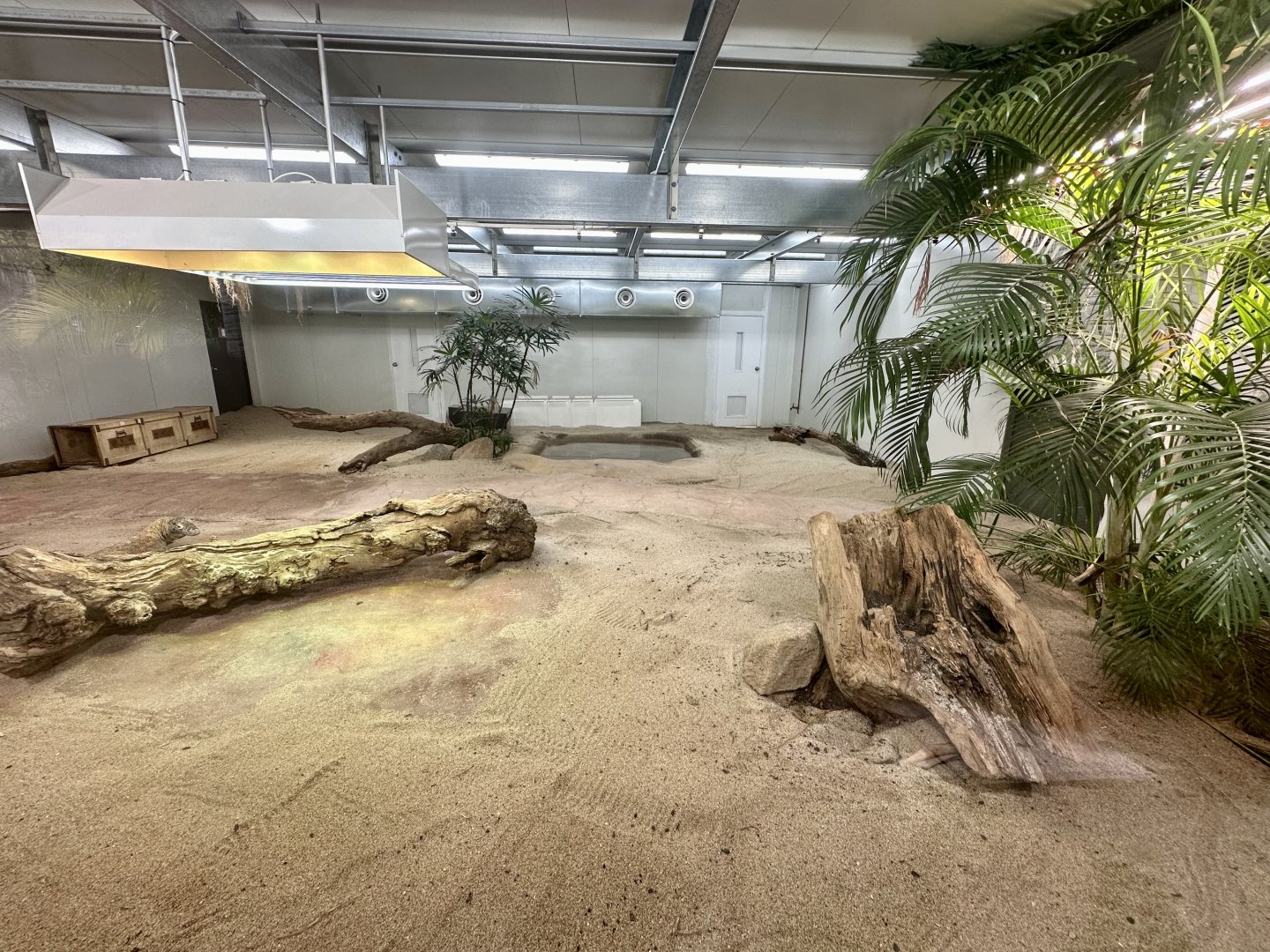 Komodo Dragon Indoor Exhibit