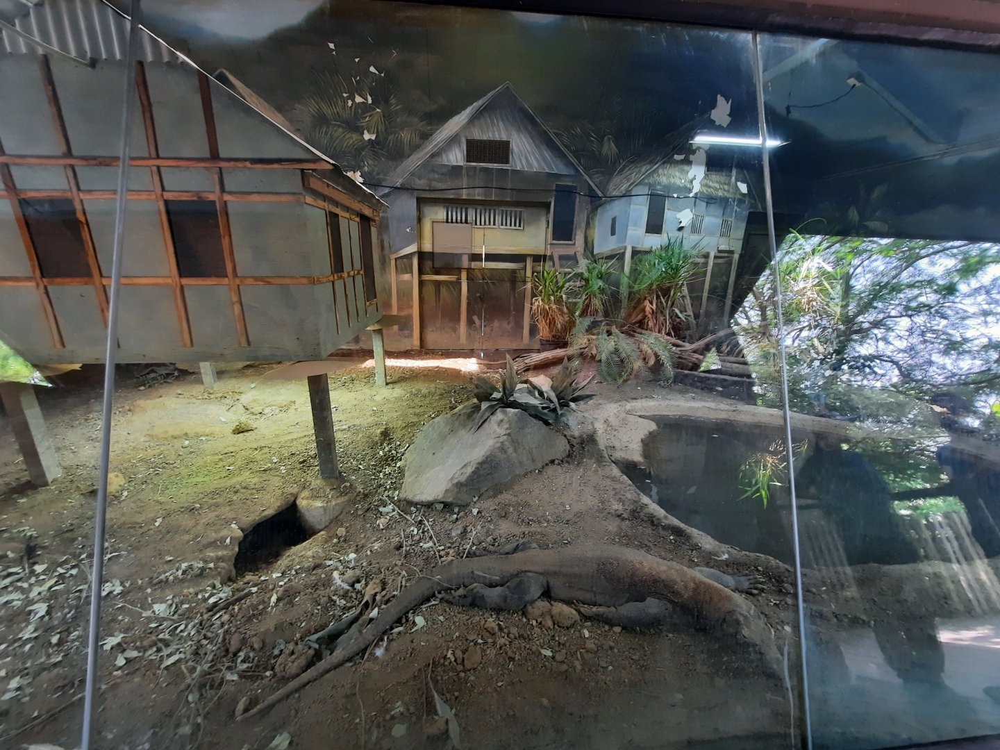 Komodo Dragon Indoor Exhibit