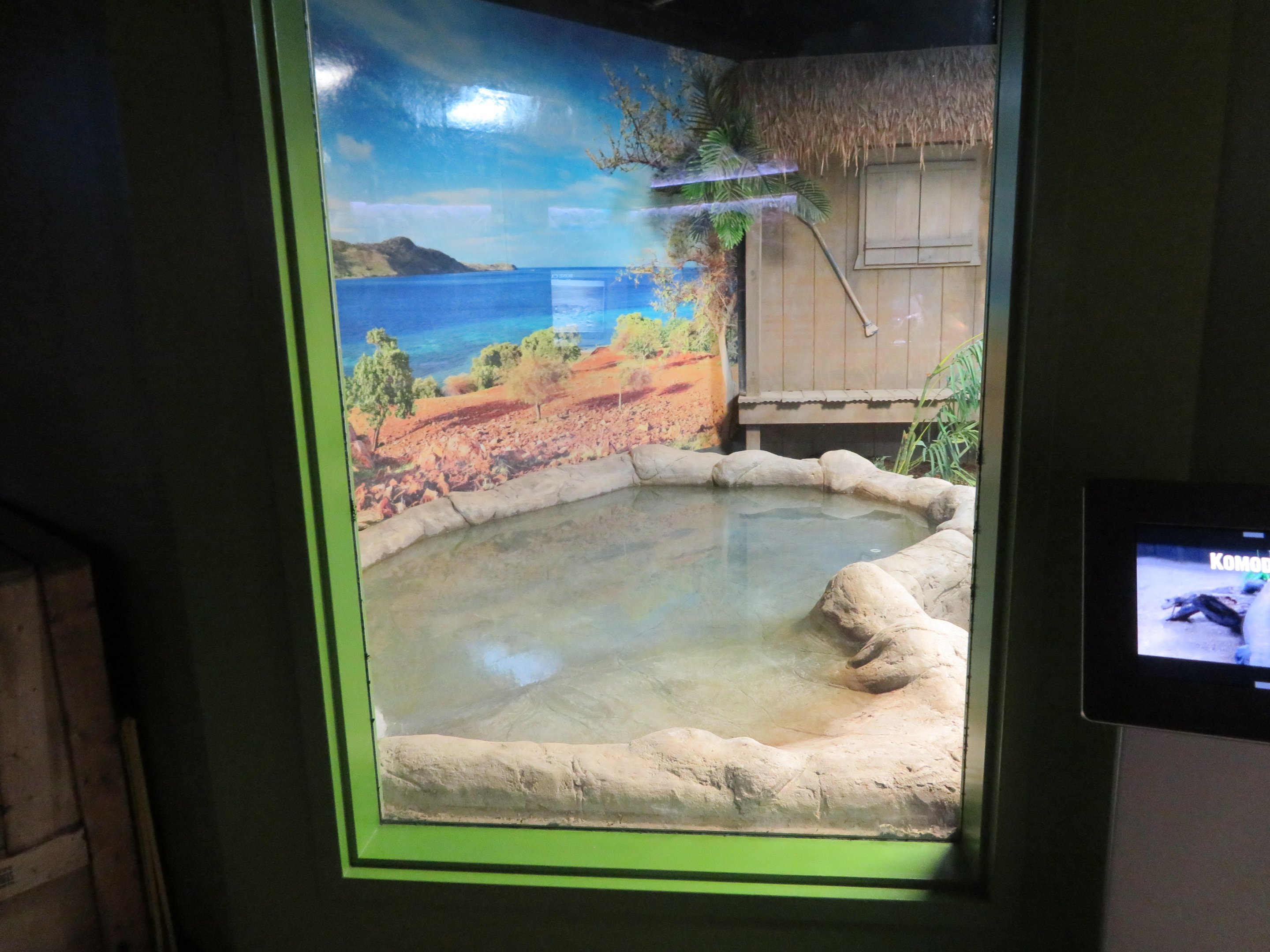 Komodo Dragon Indoor Pool