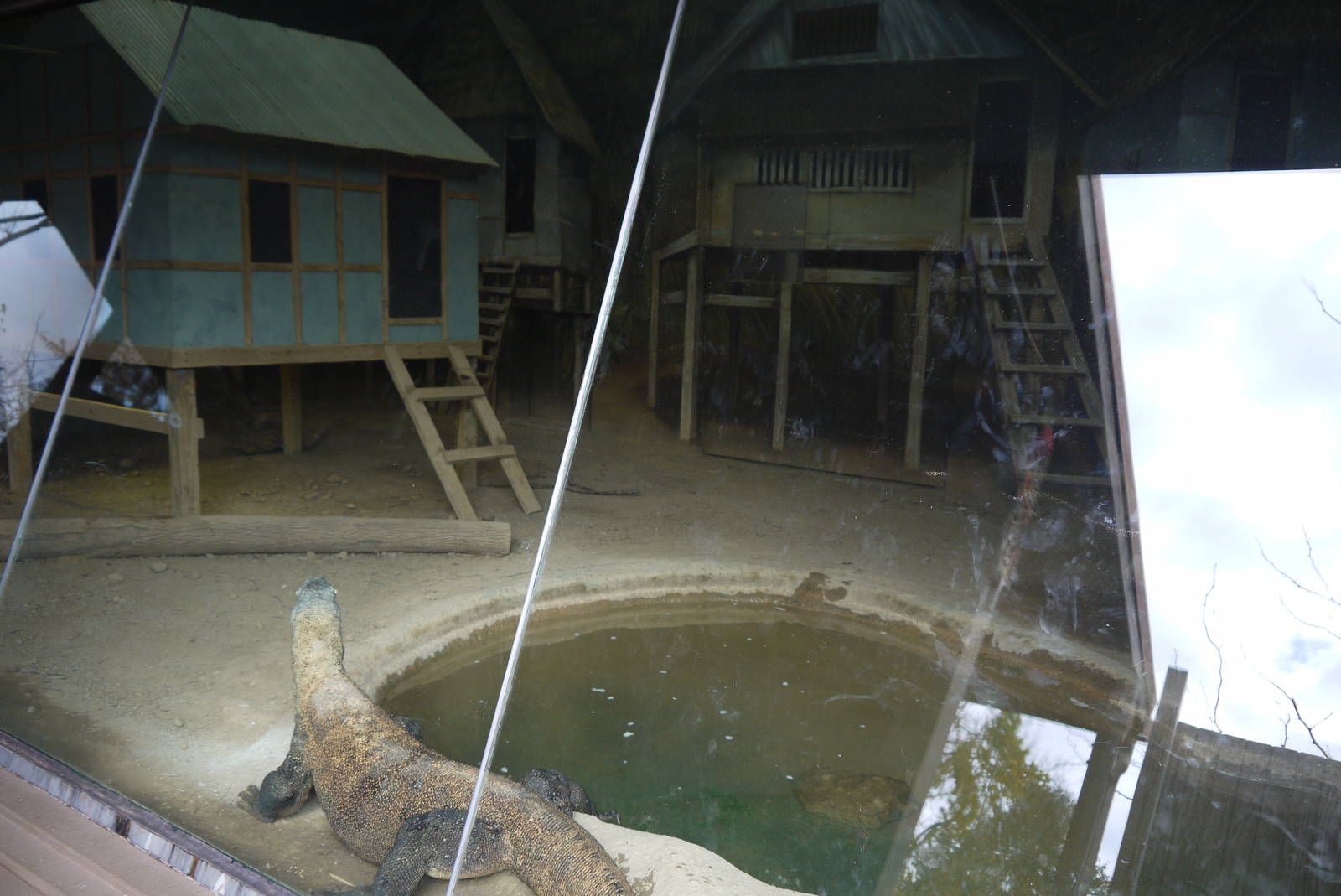 Komodo dragon indoor view