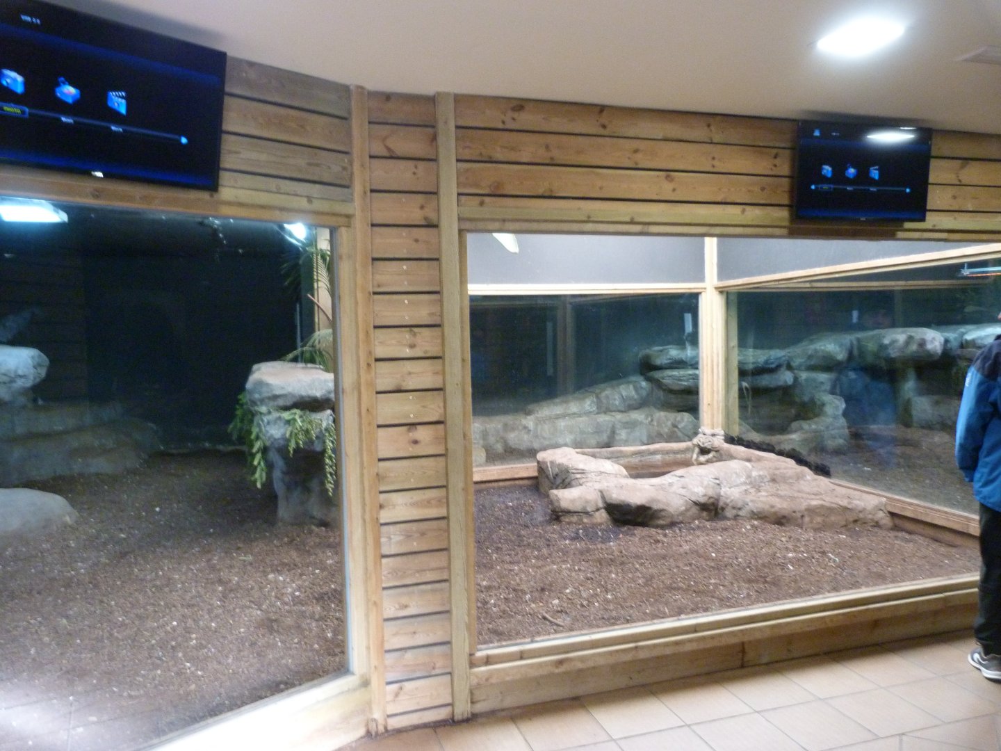 Komodo dragon indoors exhibit -Faunia (2025)