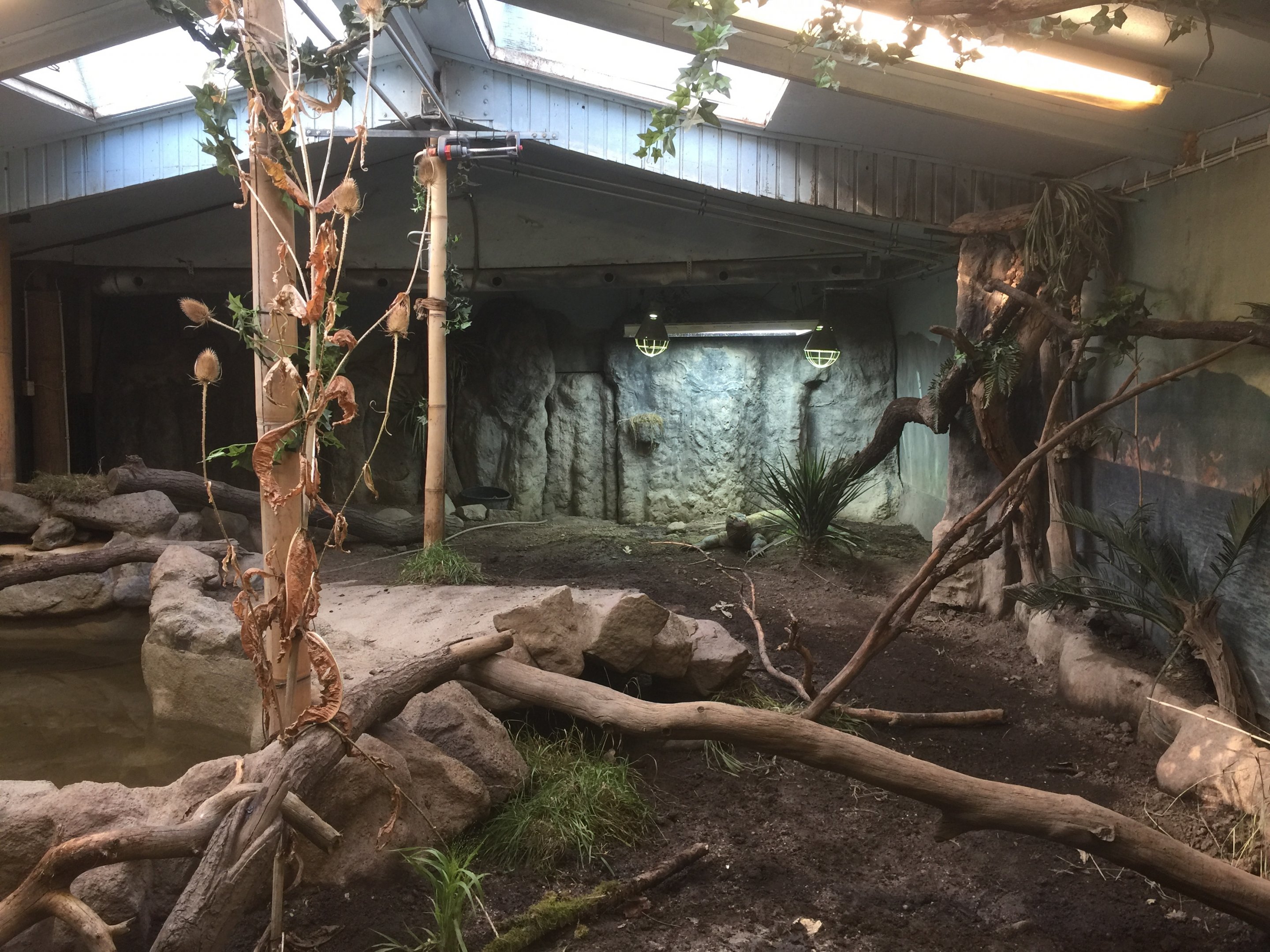 Komodo dragon indoors.