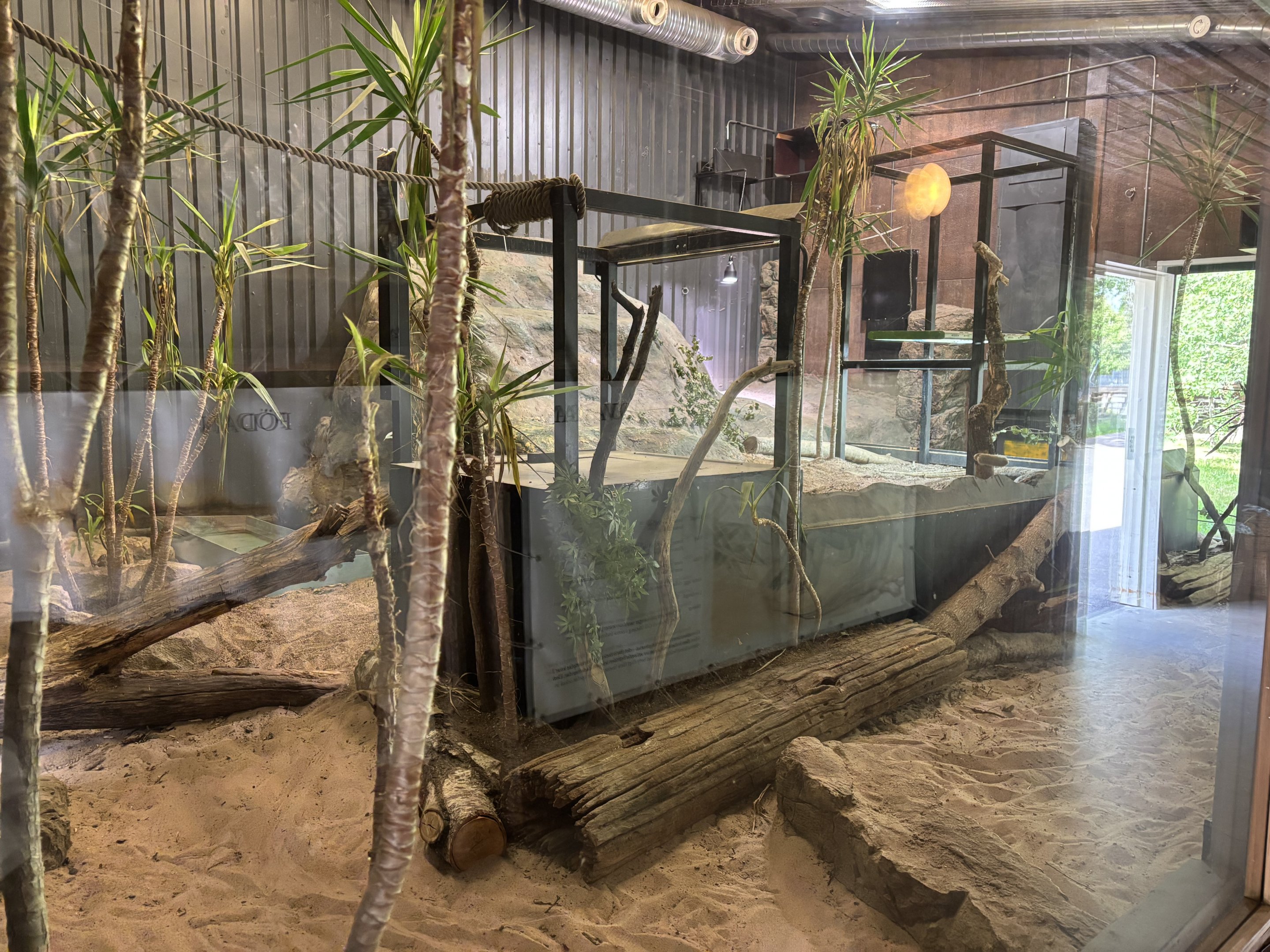 Komodo dragon indoors