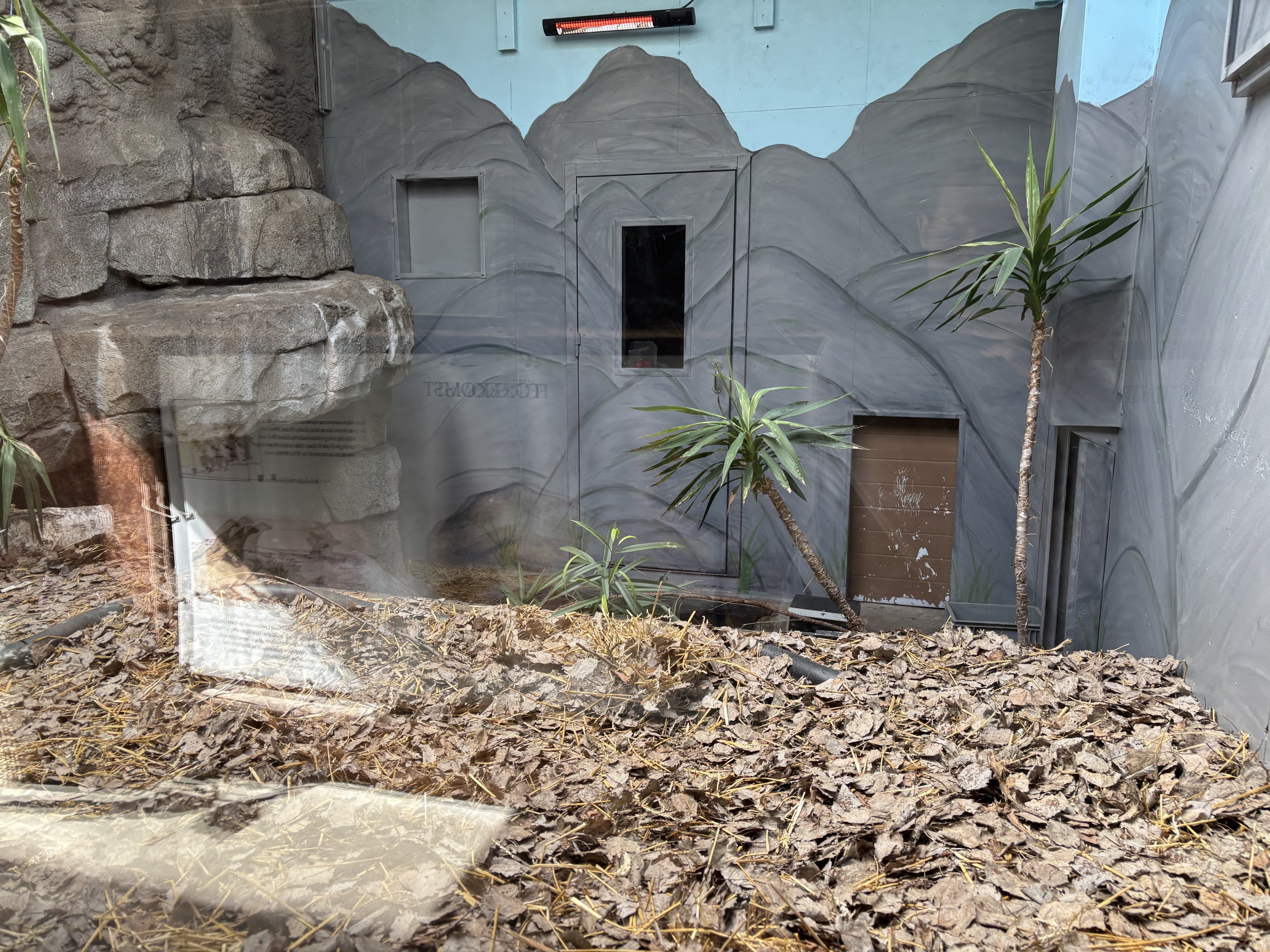 Komodo dragon indoors