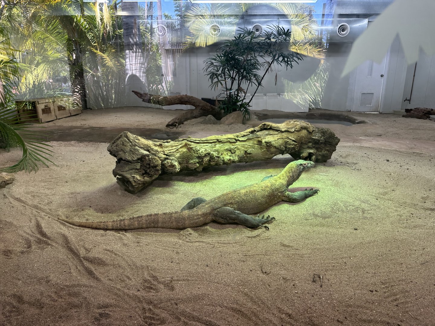 Komodo Dragon inside exhibit