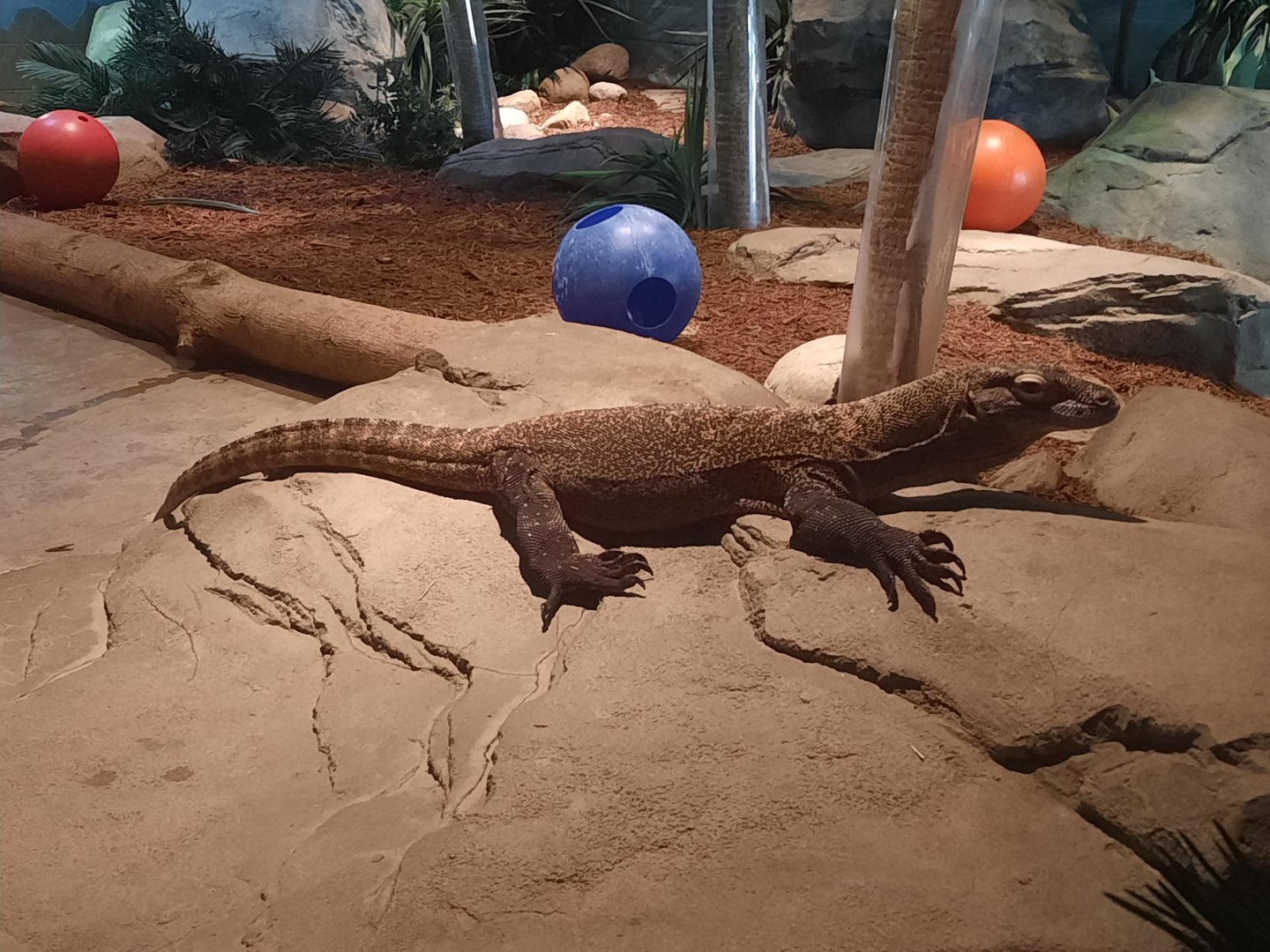 Komodo Dragon - Jasper