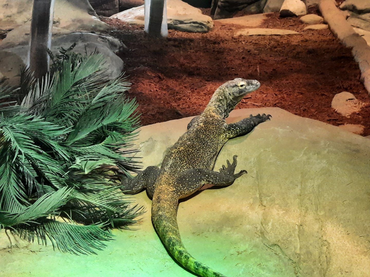 Komodo Dragon - Jasper