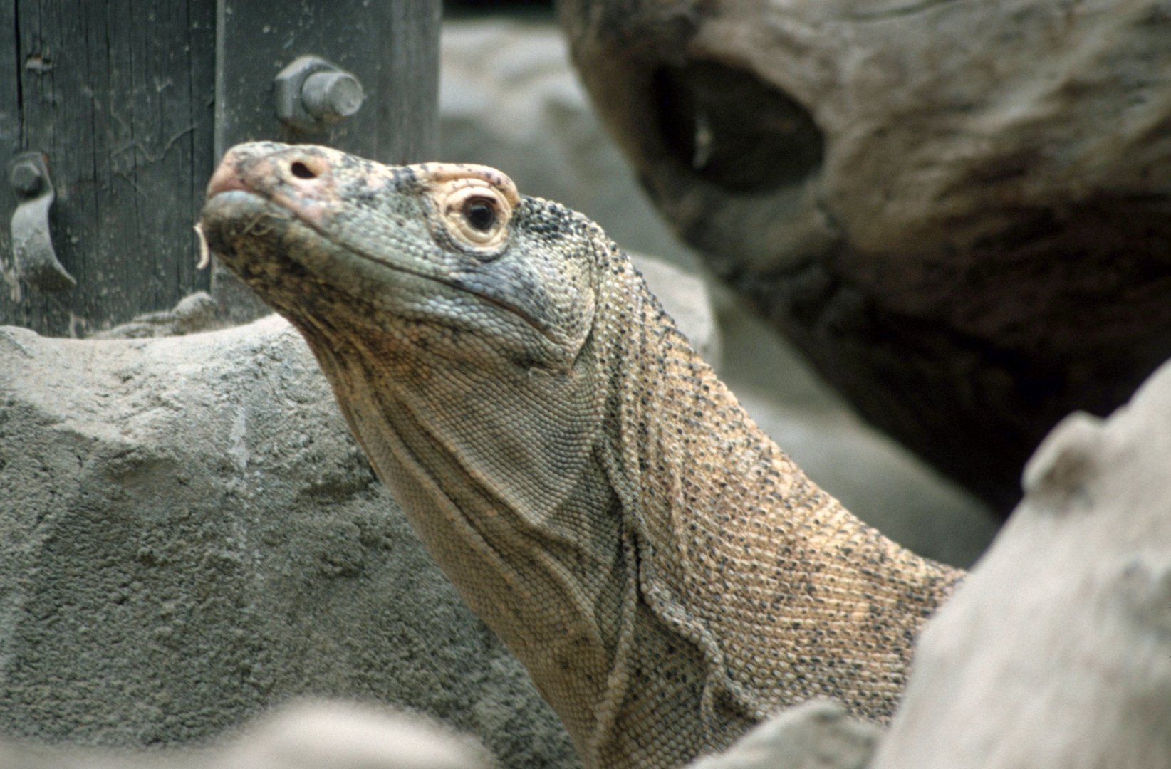 Komodo dragon (July 1994)