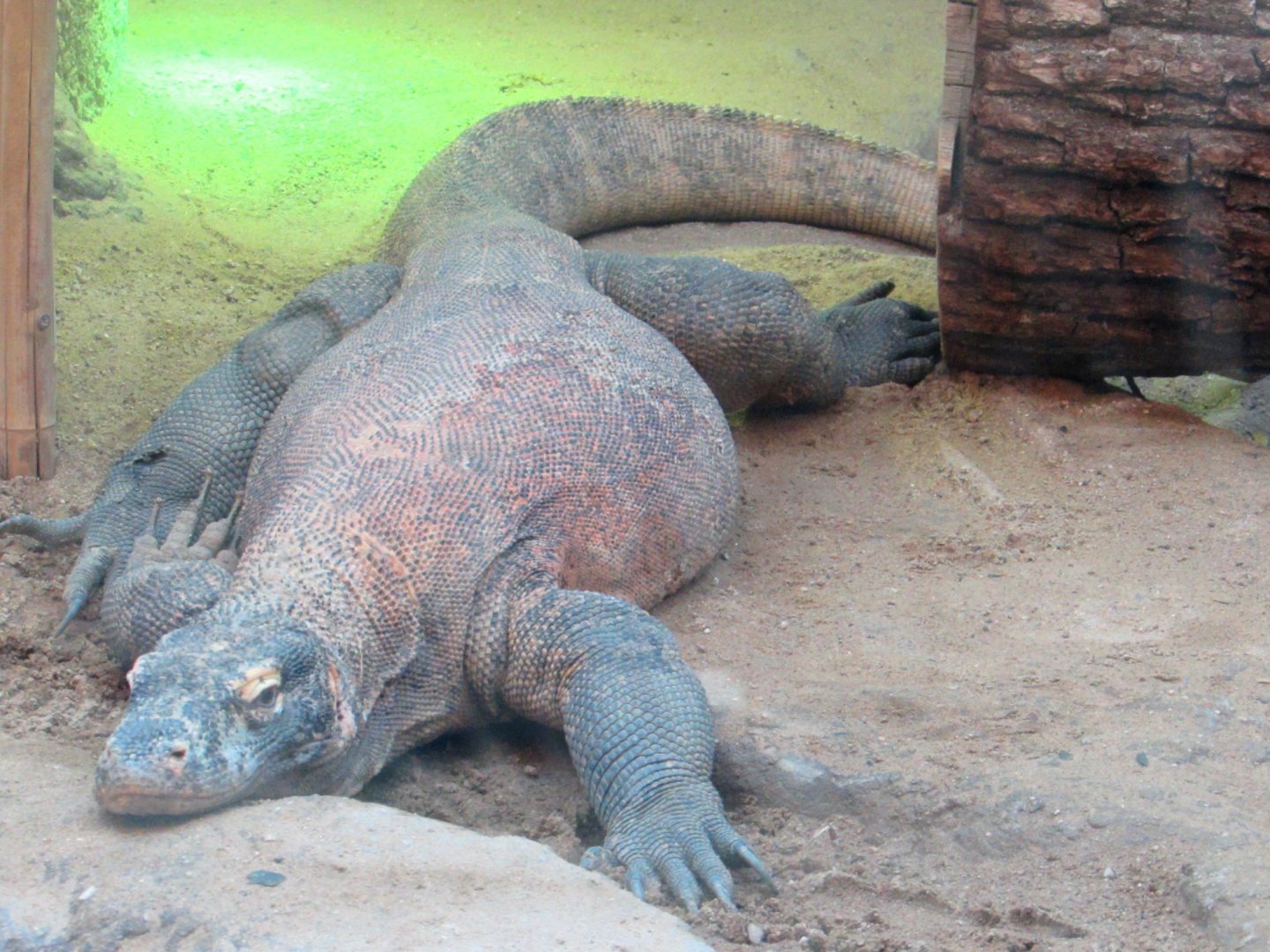 Komodo Dragon - July/2017