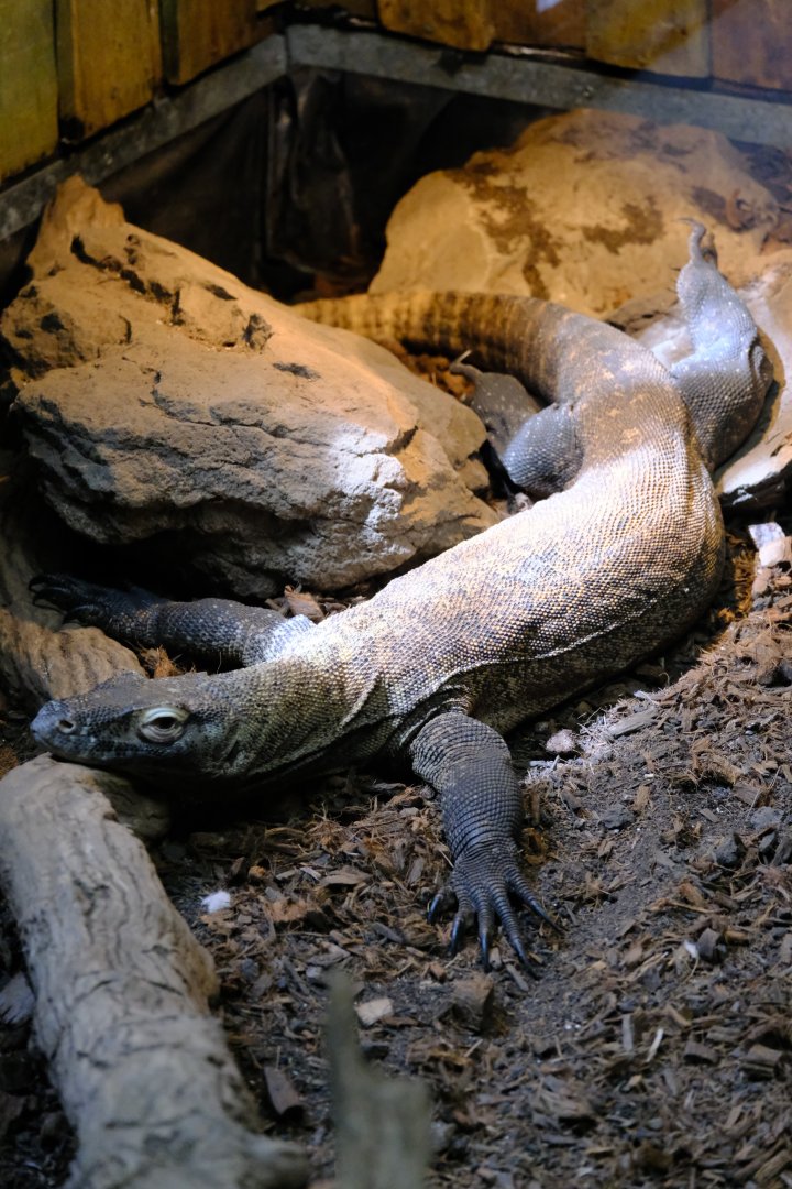 Komodo Dragon Juvenile - Darling Downs Zoo