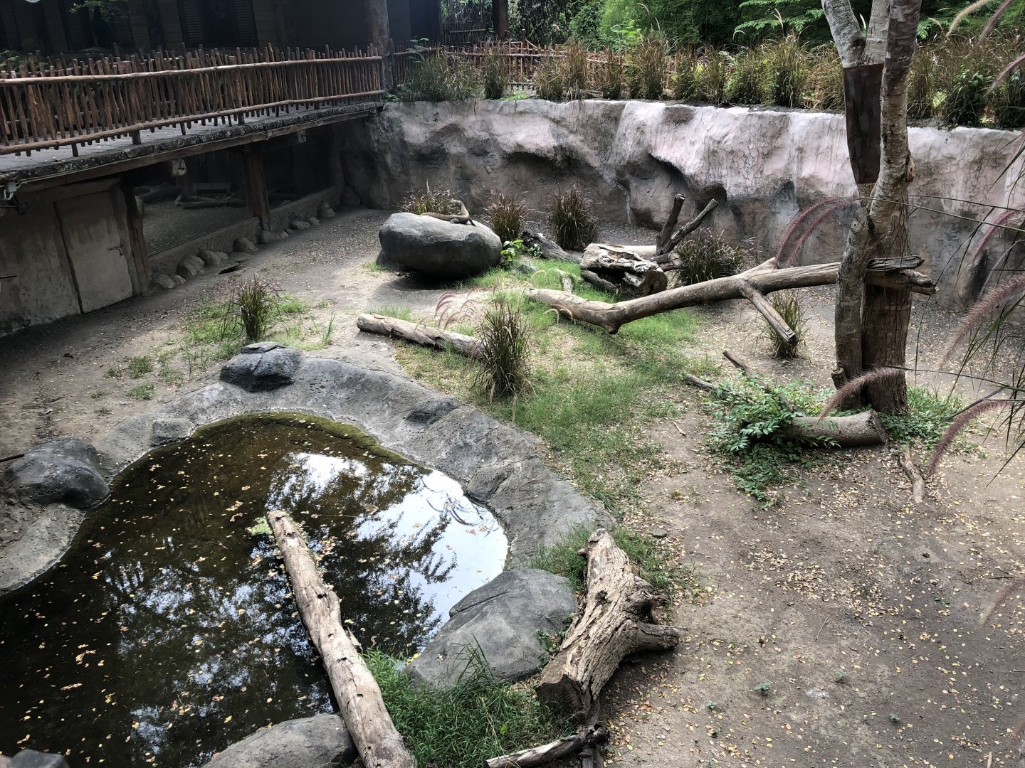 Komodo Dragon Juvenile Exhibit